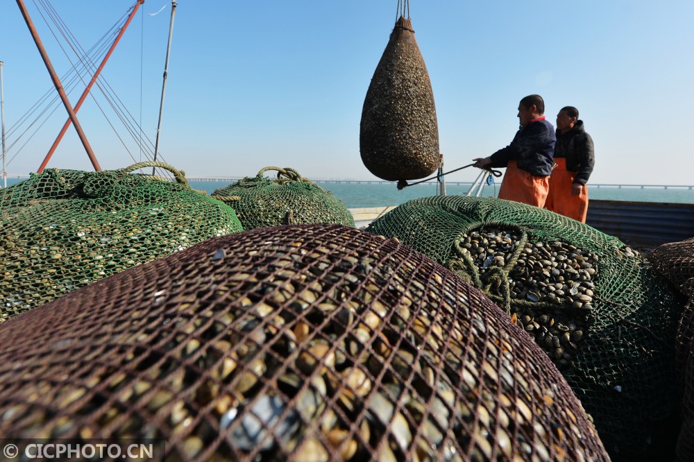 山东青岛贝类春收忙