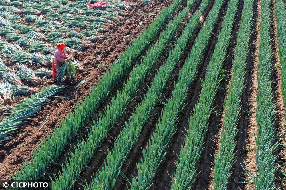 山东青州大葱收获忙