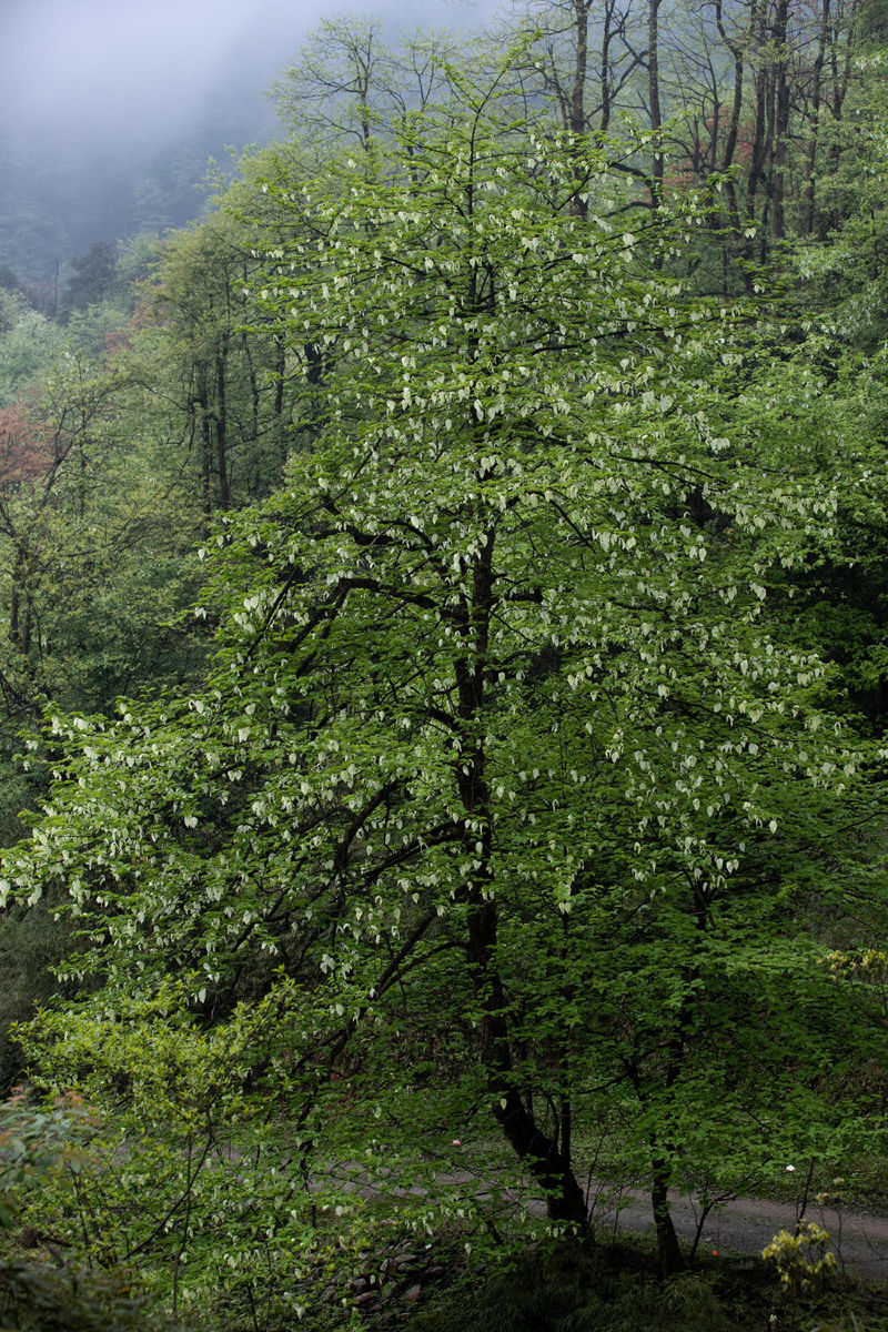 植物界的大熊猫珙桐的花开了