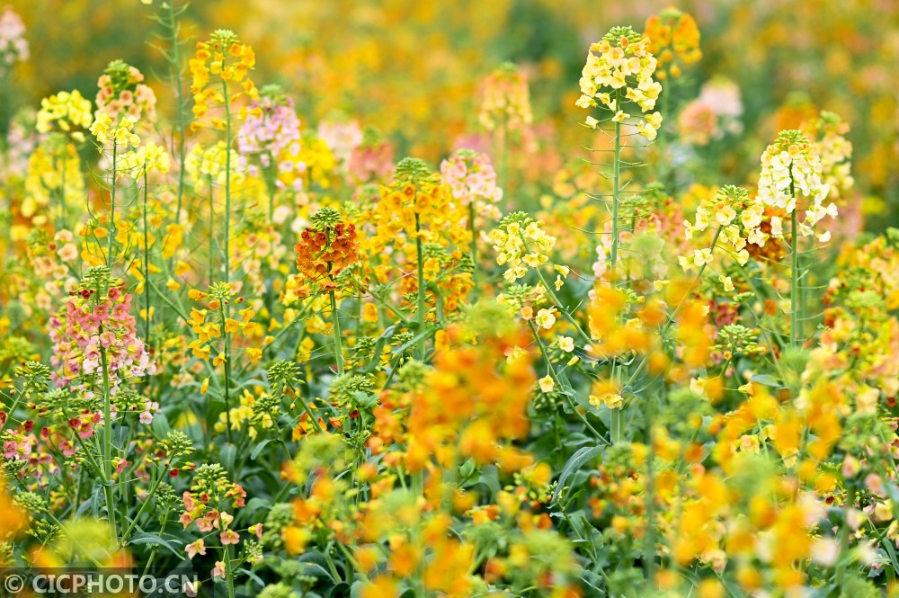 2021年3月2日在江西农业大学油菜花基地拍摄的彩色油菜花