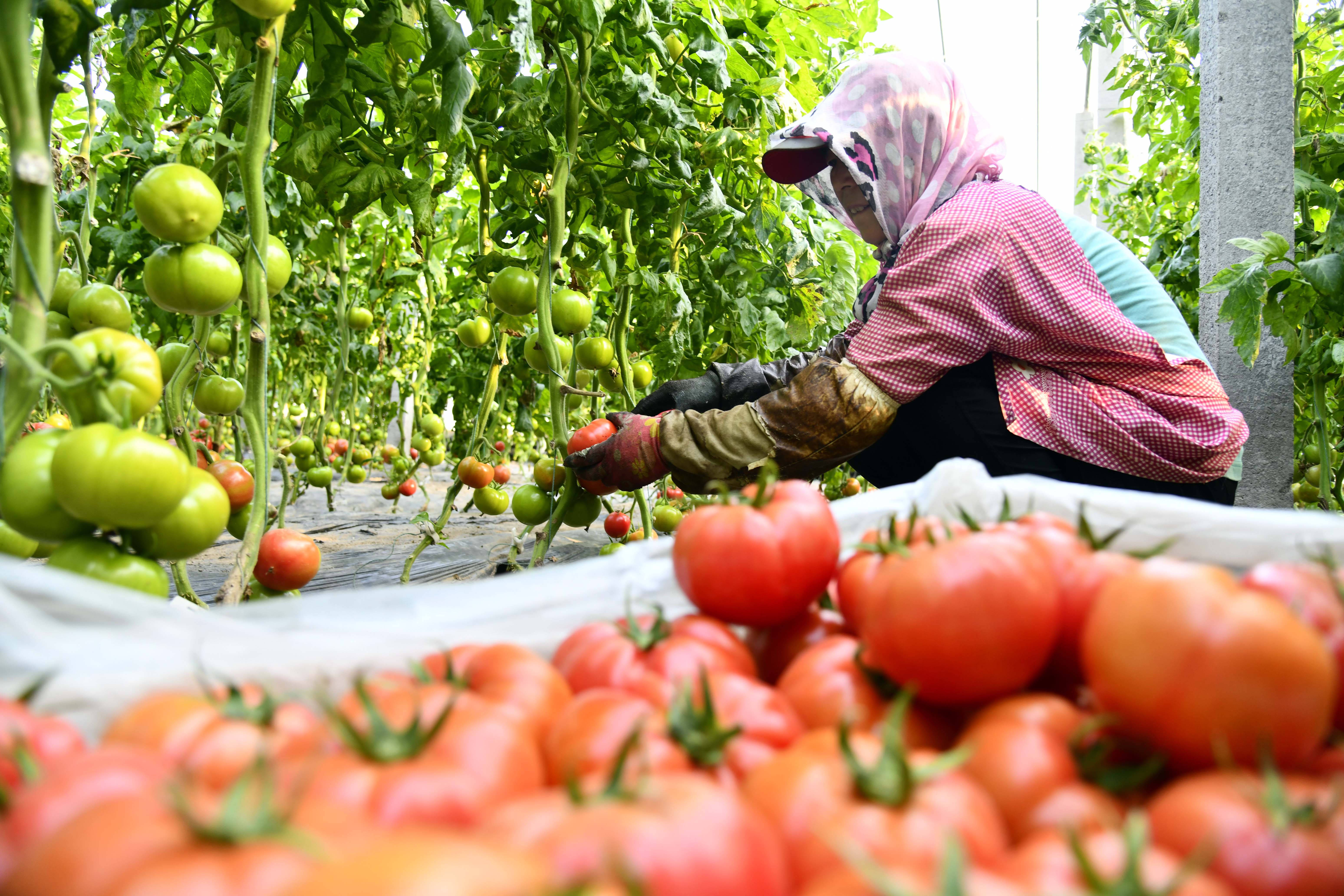 山东寒亭现代农业复工复产促农增收