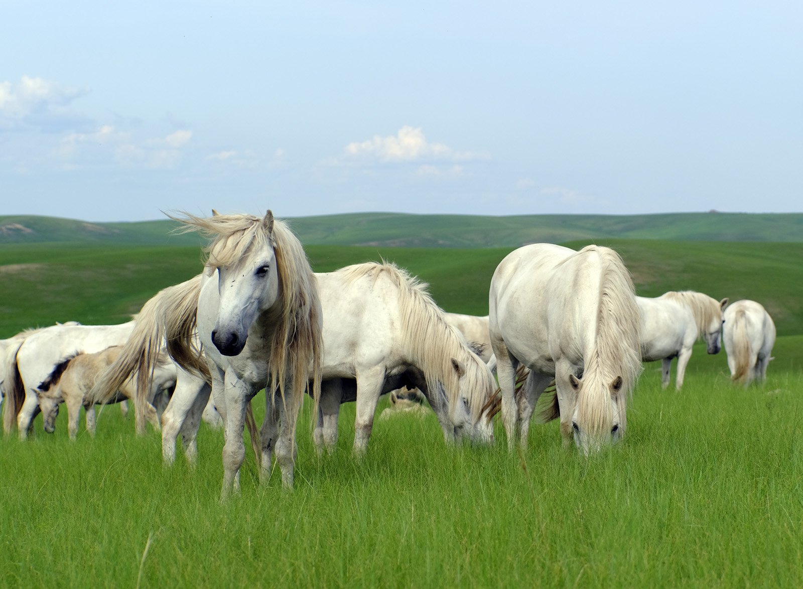 中国白马之乡乌珠穆沁白马已逾6000匹