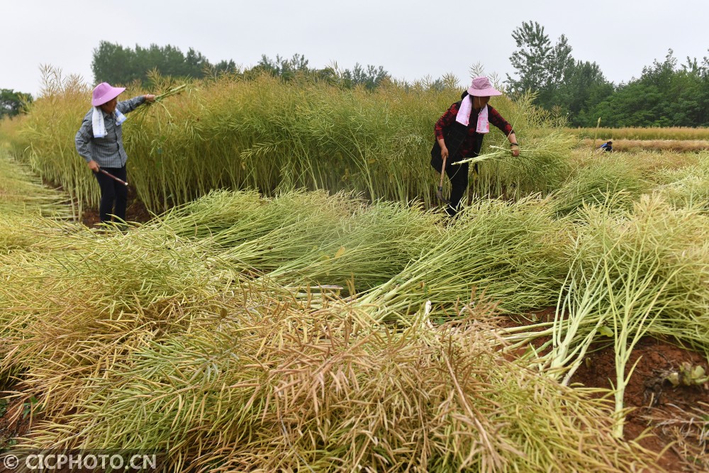 2021年5月12日,安徽省巢湖市柘皋镇汪桥村,村民在田间收割油菜.