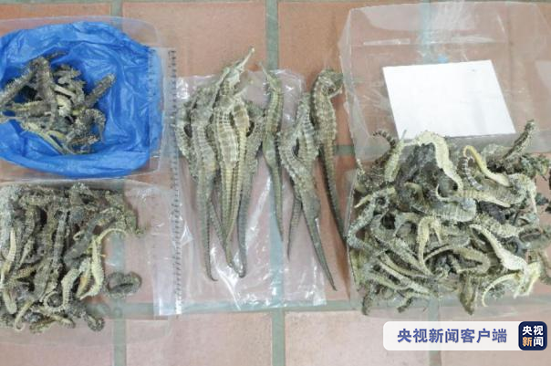 香港三名旅客走私干鱼翅及干海马分别被判入狱18个月