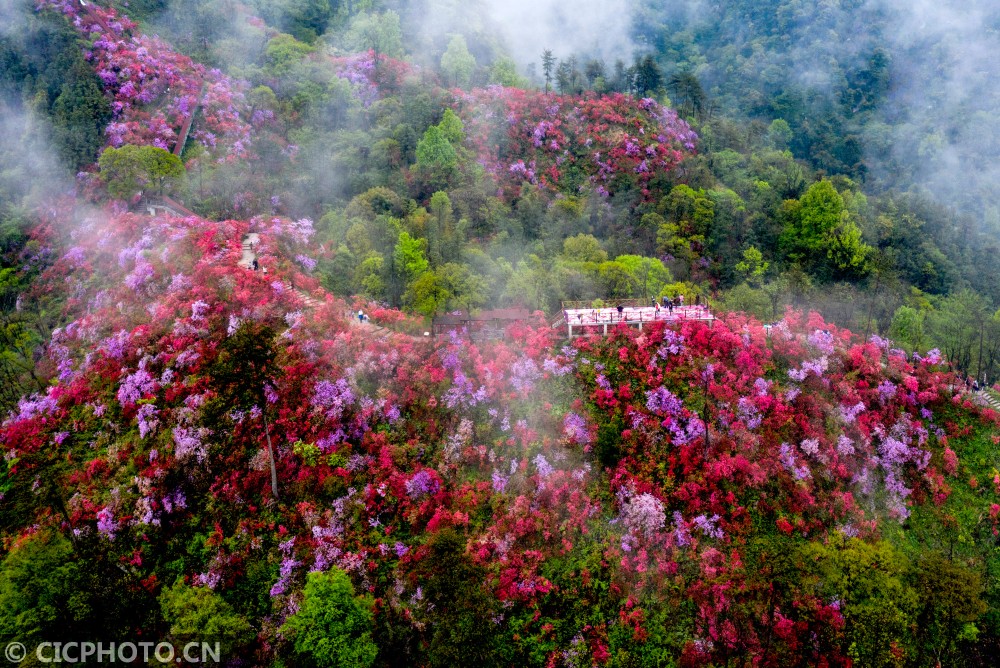 2021年4月3日,安徽省安庆市岳西县河图镇天峡风景区千亩野生高山杜鹃