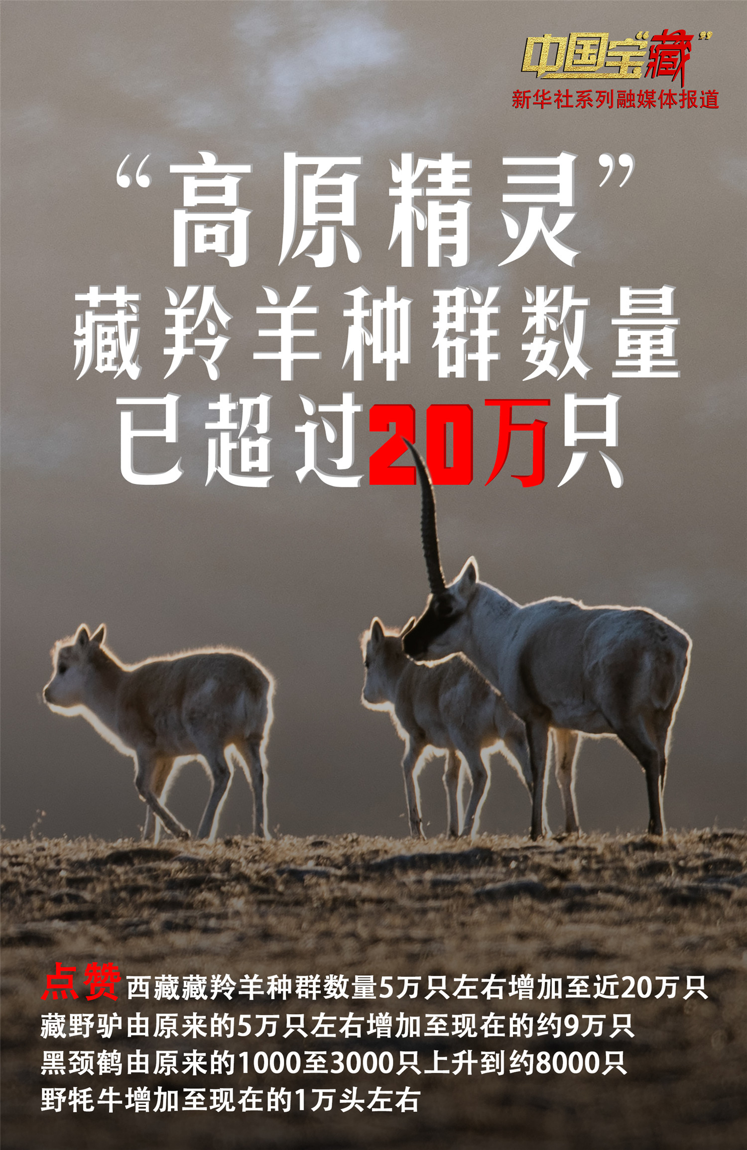 西藏自治区林业和草原局副局长宗嘎介绍,藏羚羊种群数量恢复性增长