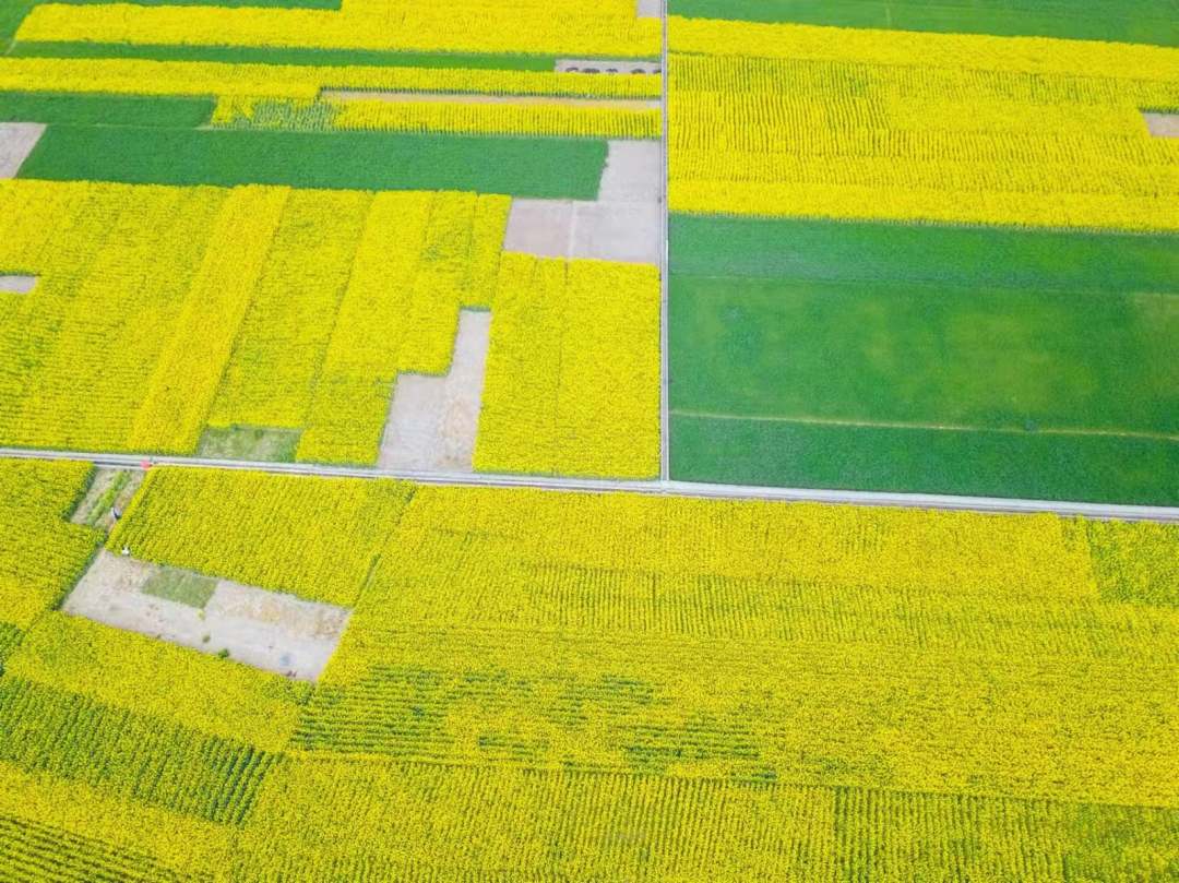 美不胜收航拍万亩油菜花开