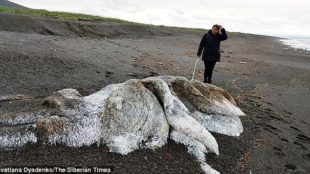 俄罗斯海岸惊现长毛海怪全身厚重白毛长有触手
