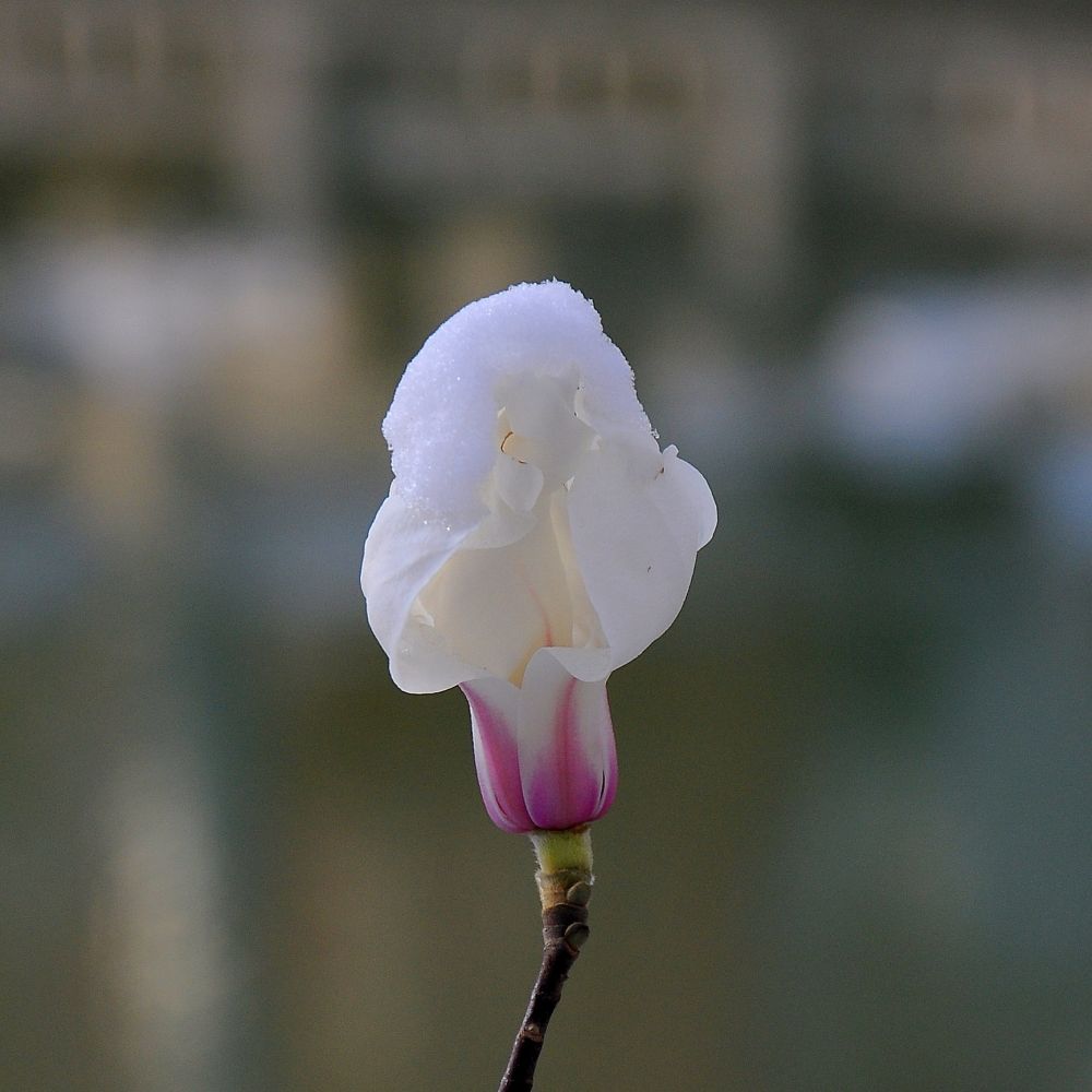 今日春分雪霽天晴花明媚最是一年春好處