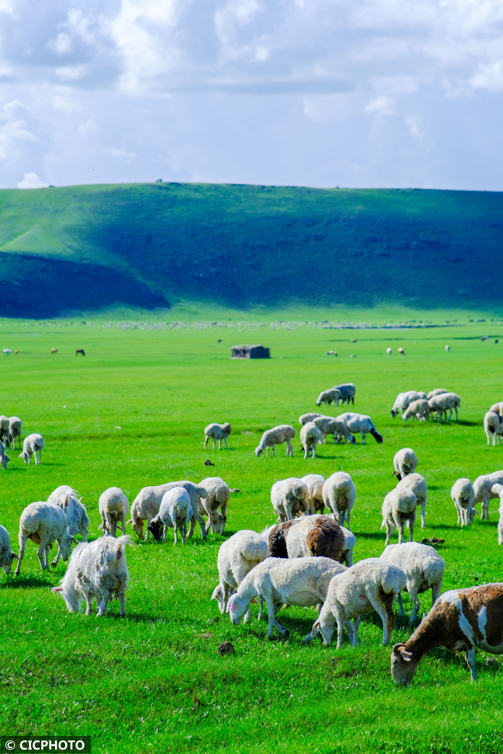 以上图片:2022年7月17日拍摄的内蒙古呼伦贝尔大草原景色.