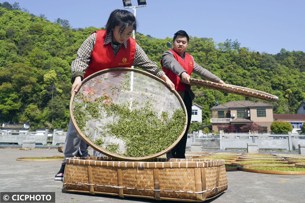 攝↑2022年4月8日,茶農在貴州省黔南布依族苗族自治州福泉市道坪鎮