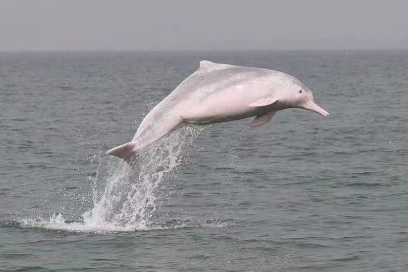 钦州白海豚与大工业同在