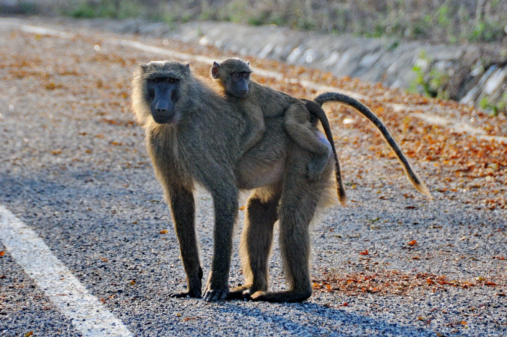 成年后的友谊有助狒狒战胜早期创伤 - 封面新闻