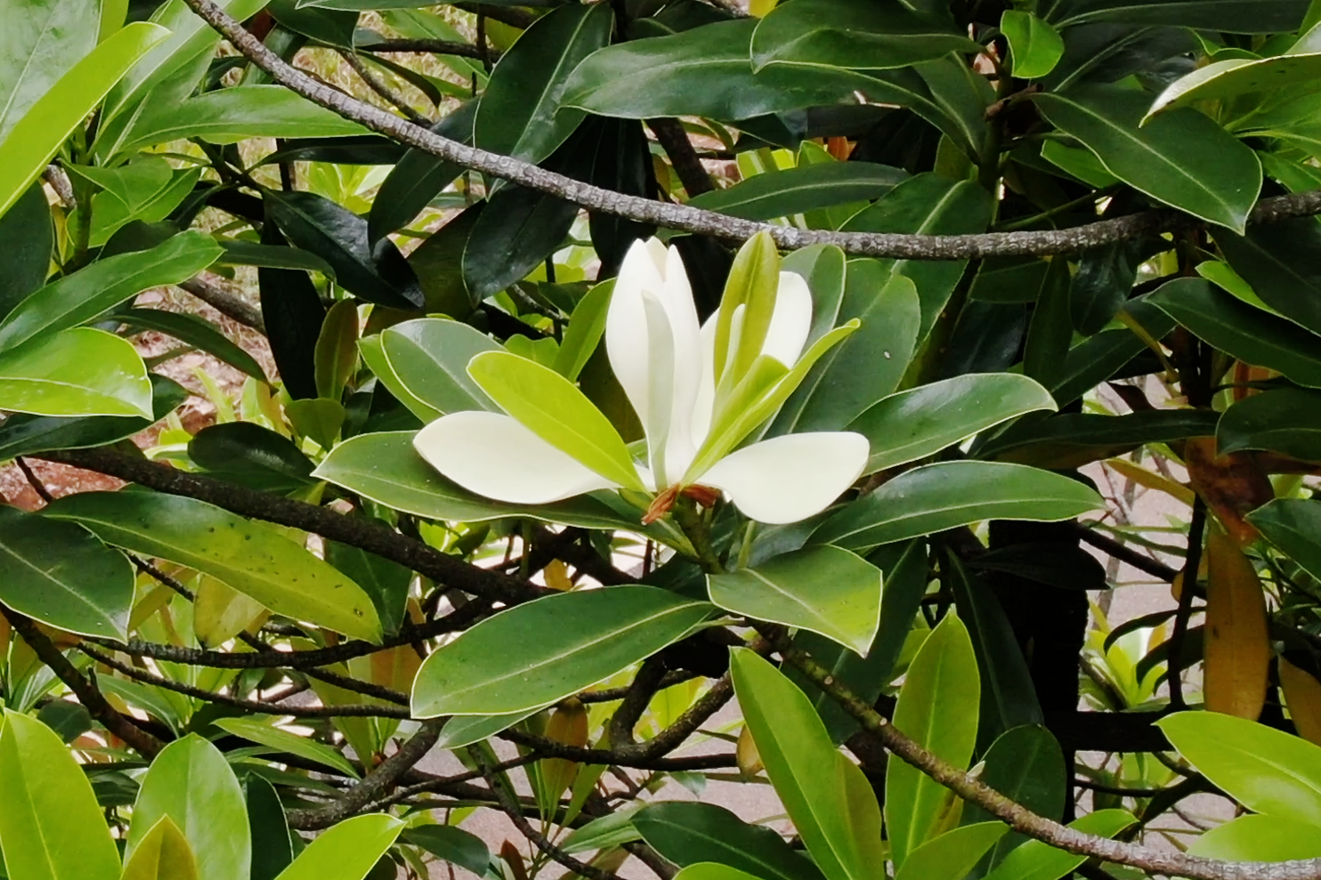 植物大熊猫华盖木引种39年后首次开花