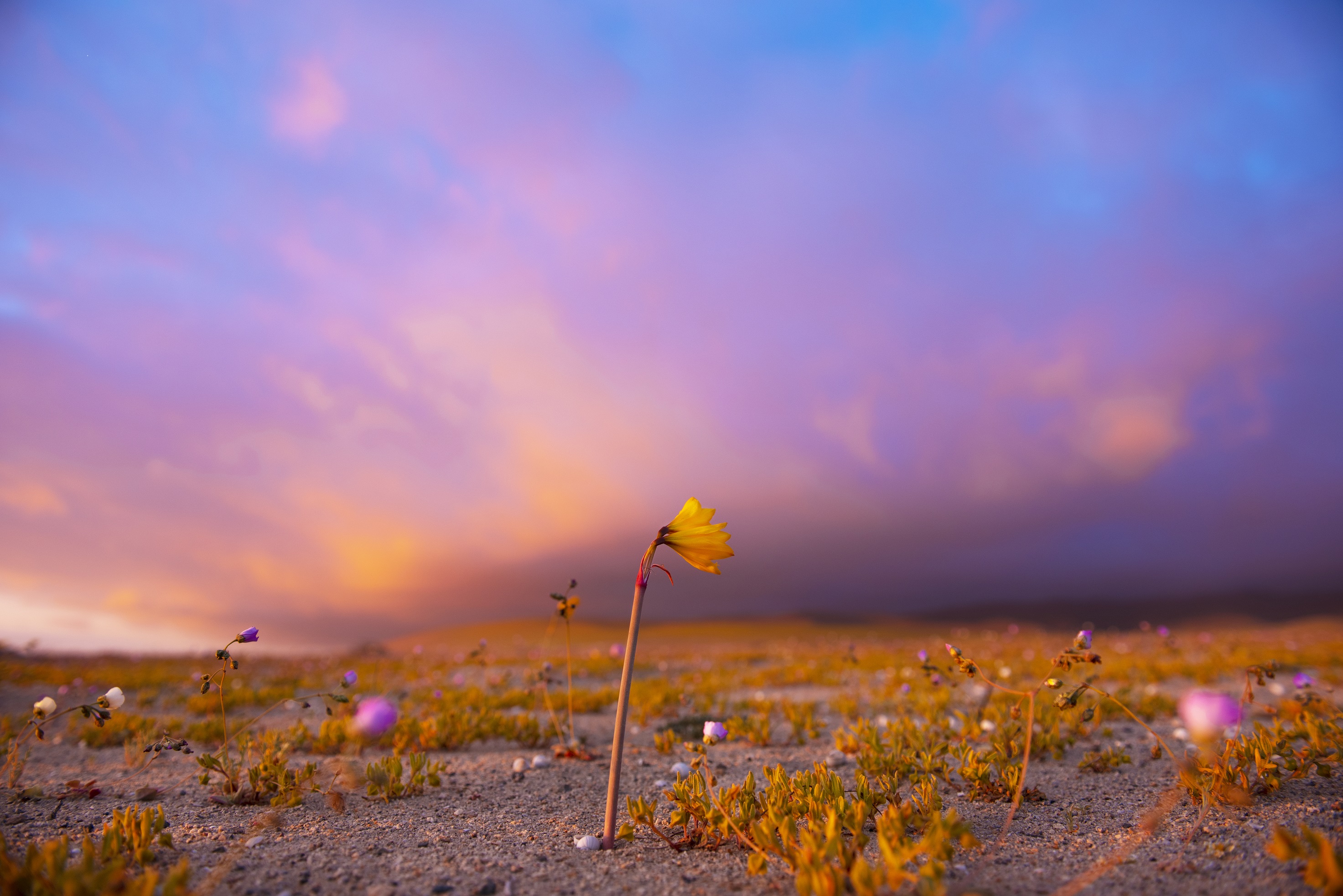 冬季降水多世界干极阿塔卡马沙漠或现花海
