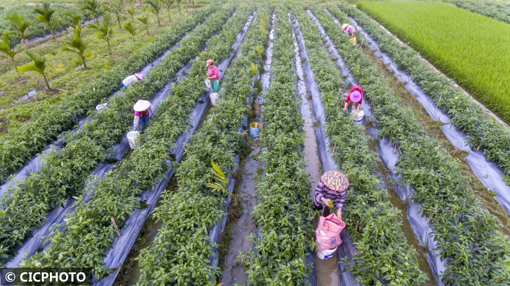 海南琼海春来辣椒采收忙