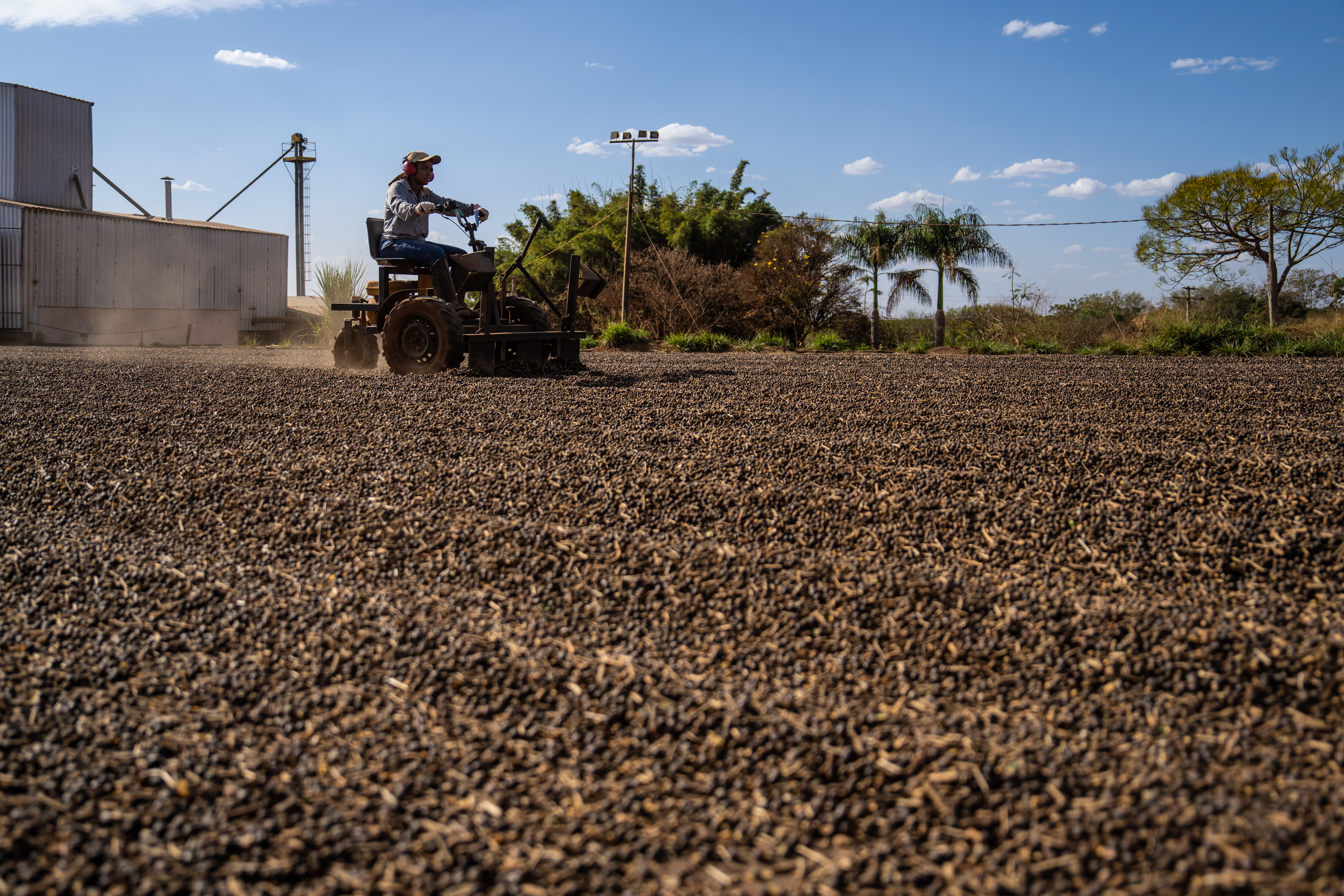 德国取代美国成巴西咖啡最大进口国