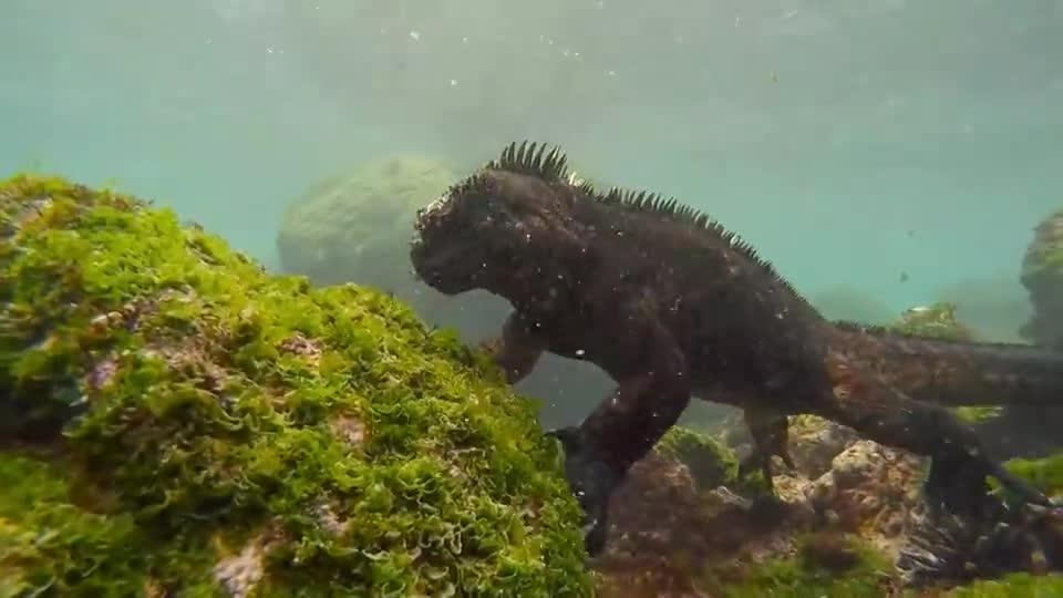 水中哥斯拉海鬣蜥现身泳姿优雅身姿敏捷