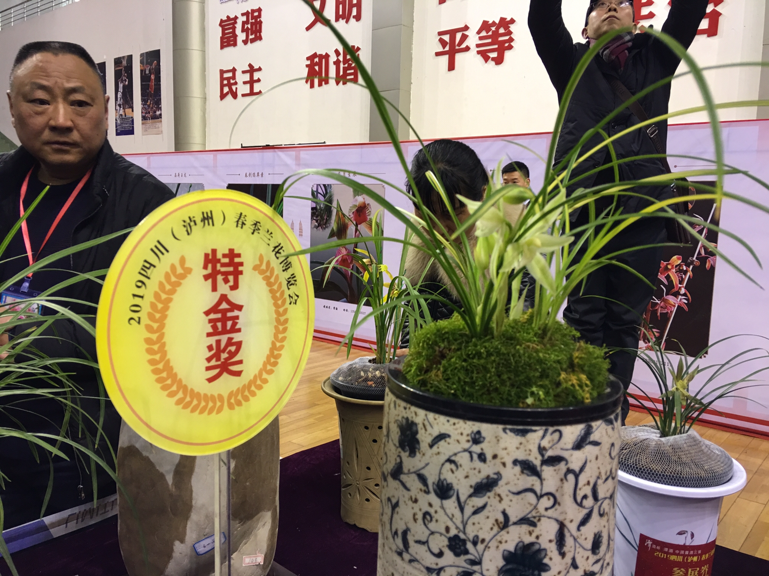 叫响春兰之都 2019四川春季兰花博览会在泸