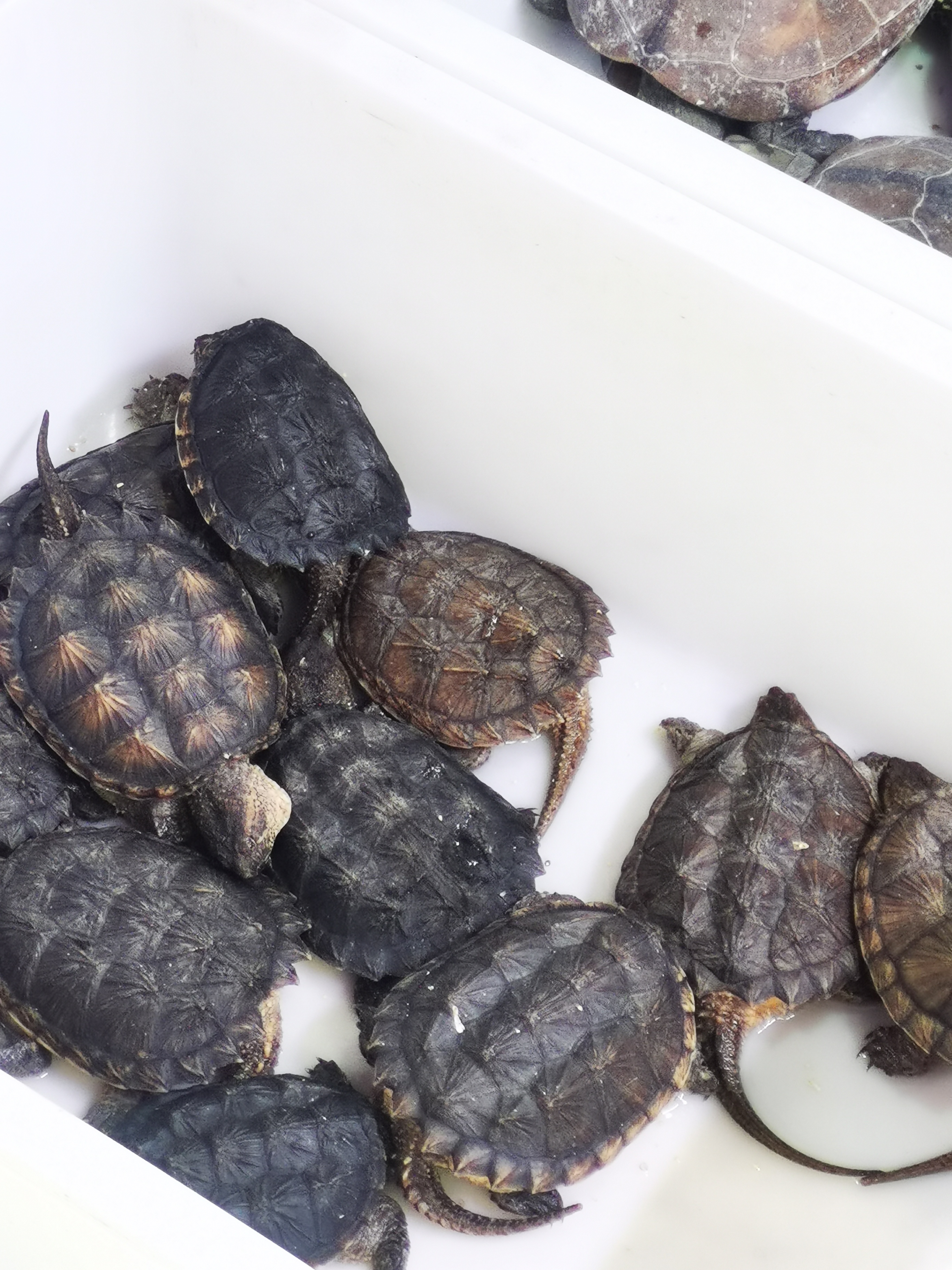 网售活体乌龟“盲盒”大热之下存隐忧活体动物运输如何保证规范检测？