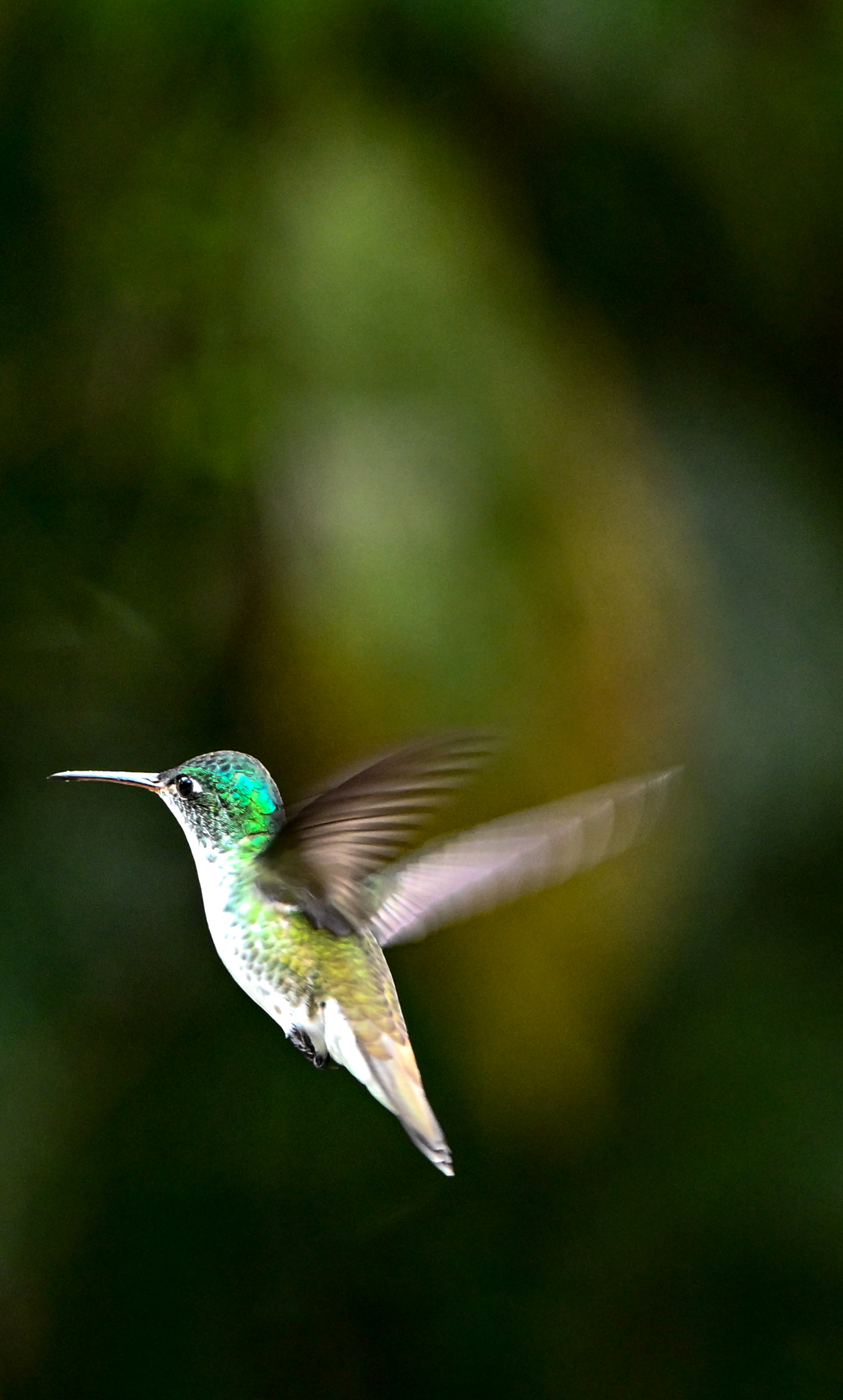 普及全球生物多样性，厄瓜多尔驻华大使点赞成都拍客
