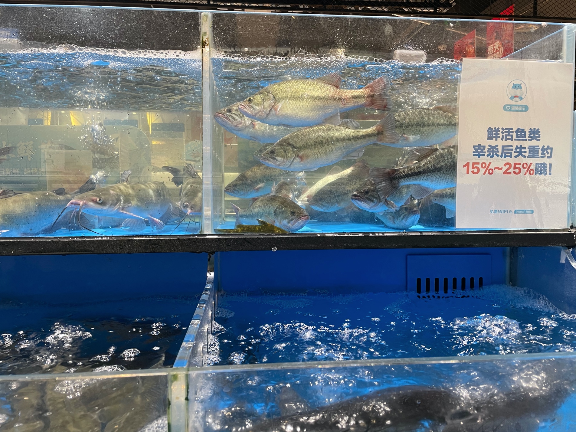 日销8万元!沅江生态大头鱼捕捞忙 - 益阳对外宣传官方网站
