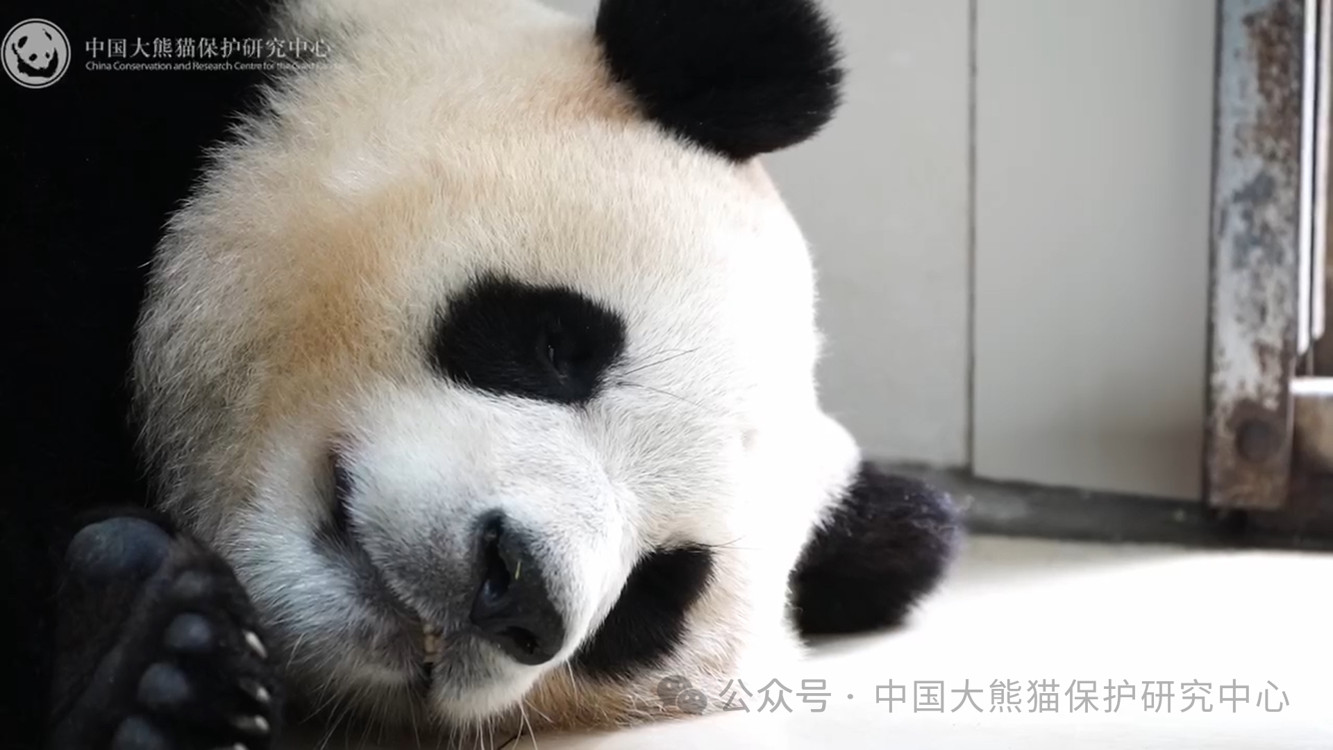 接福啦！6月12日大熊貓“福寶”即將與公眾見面