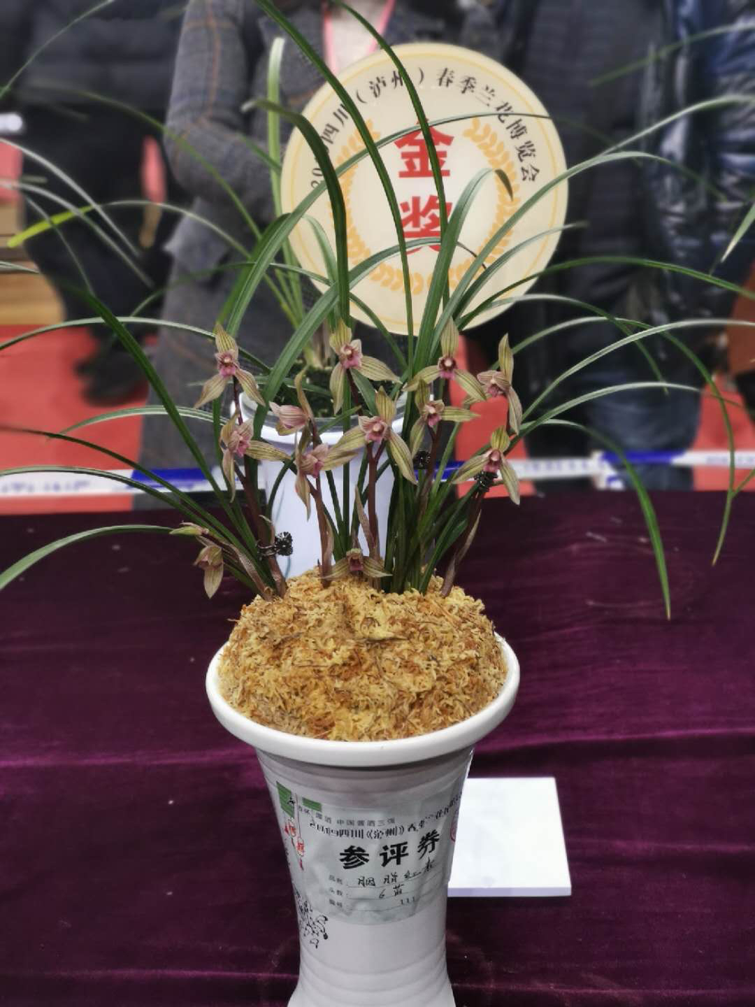 叫响春兰之都 2019四川春季兰花博览会在泸