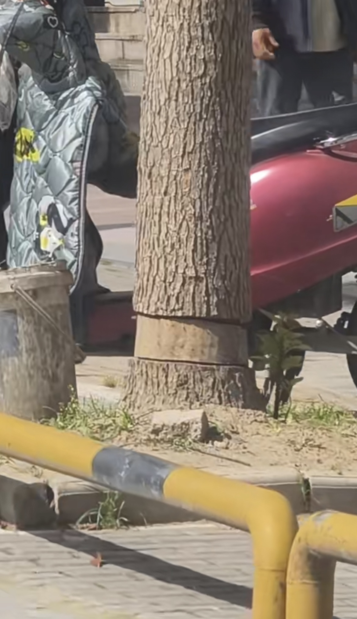 安徽蚌埠一餐饮店门前行道树遭“专业化破坏”？当地回应：系人为，已报警