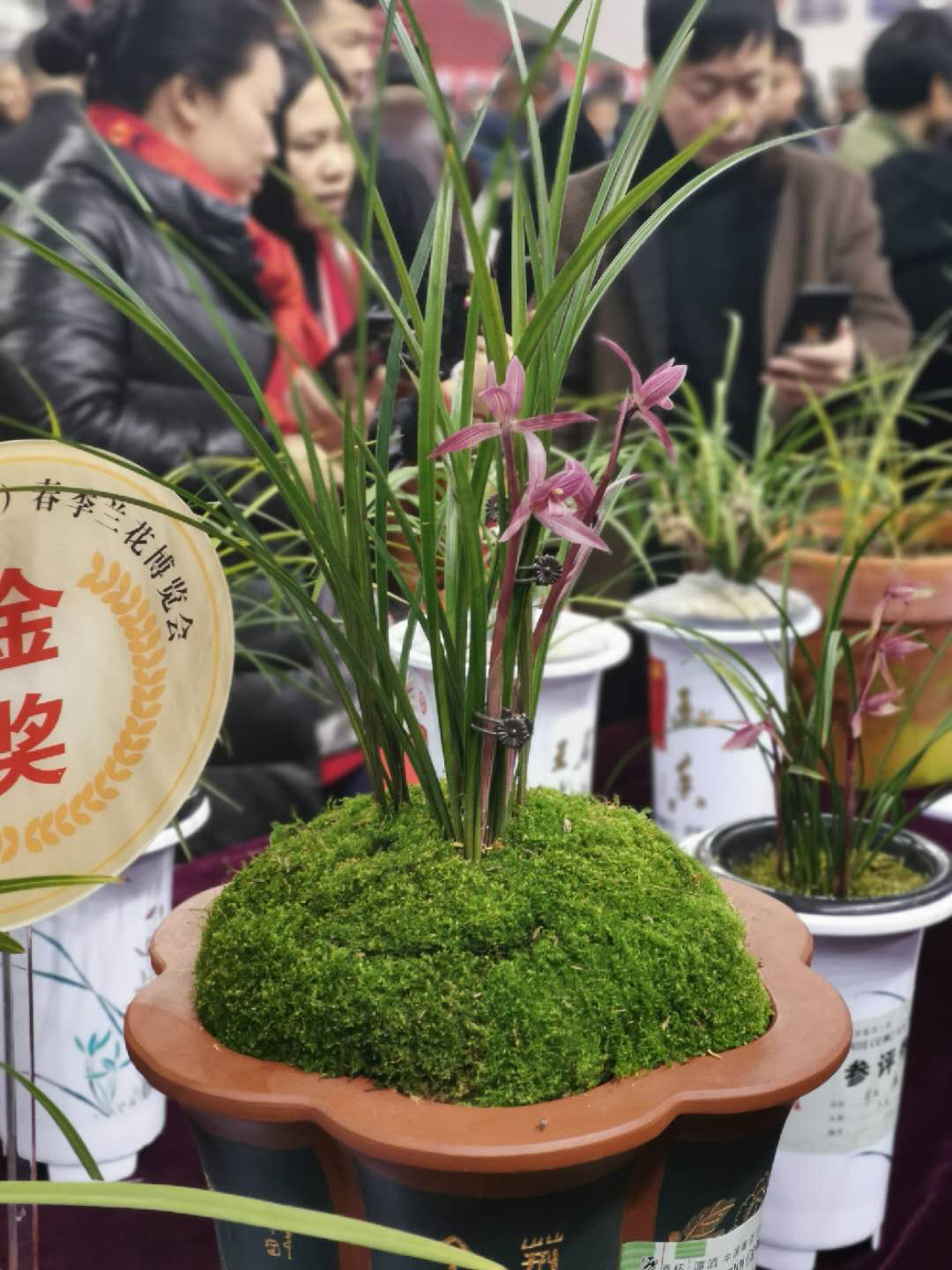 叫响春兰之都 2019四川春季兰花博览会在泸