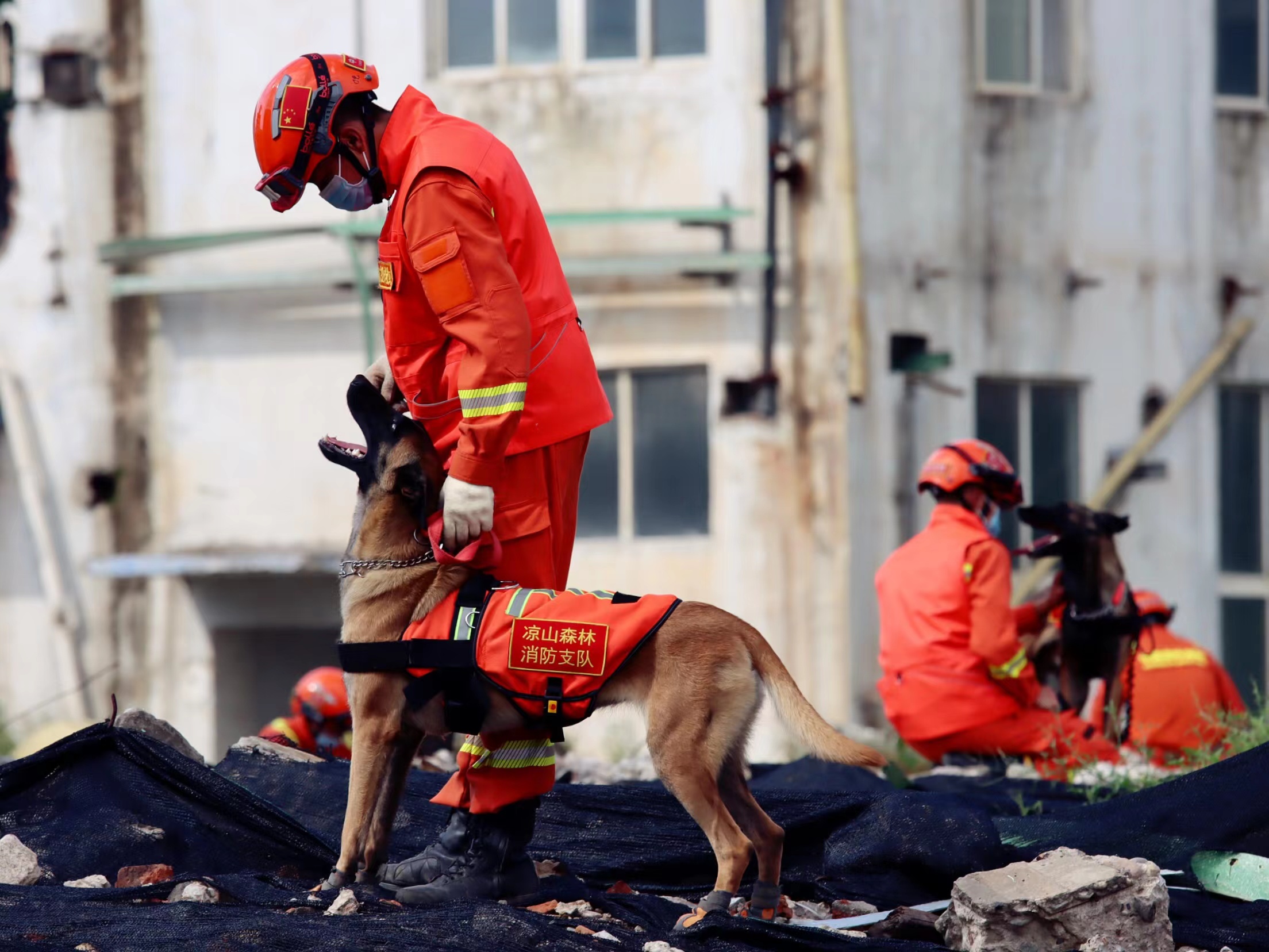 9岁退伍搜救犬“图图”被第一任训导员领养_湖南频道_凤凰网