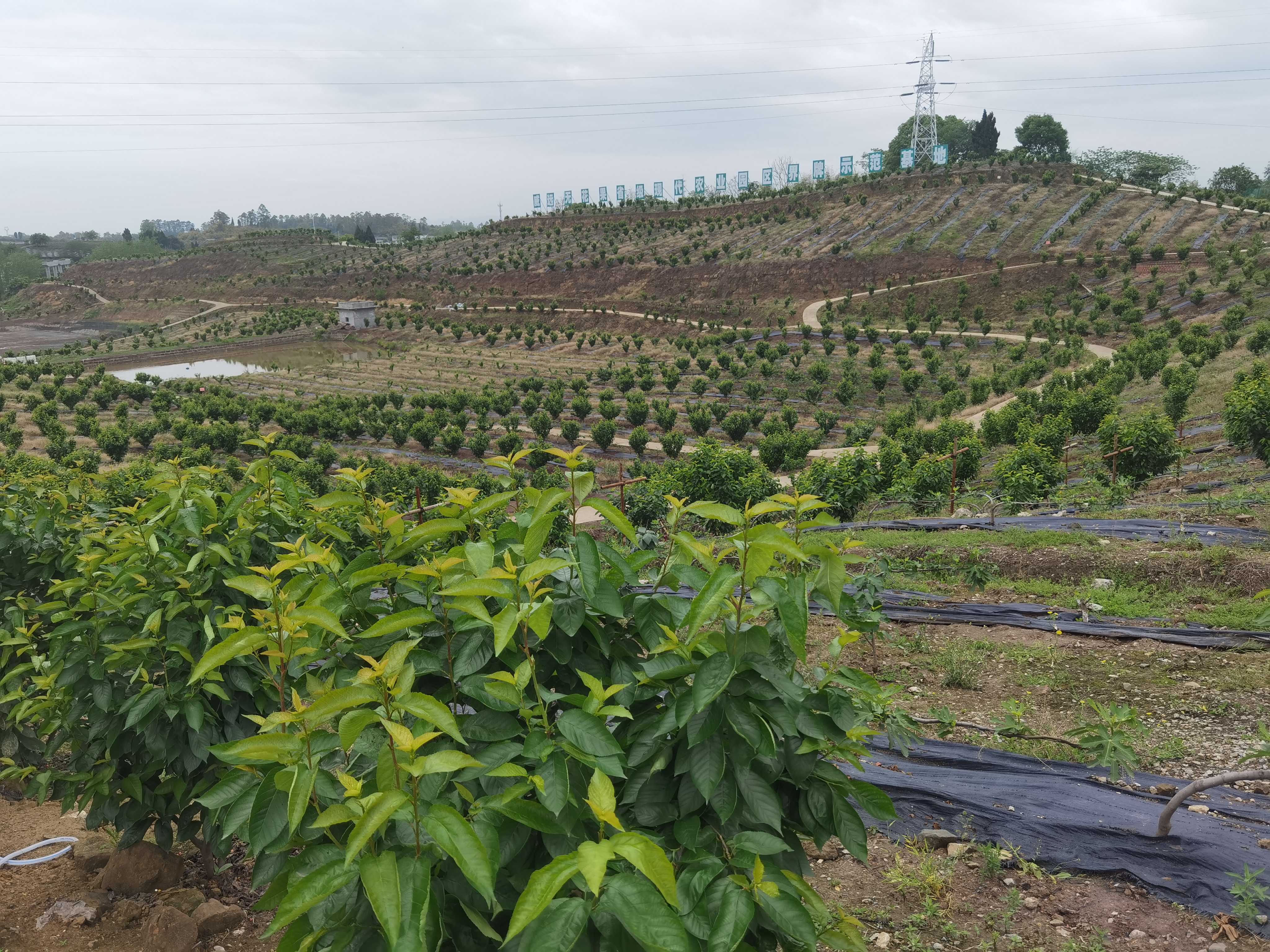 贵州罗甸发现野生无花果，一年两次结果，无人采食