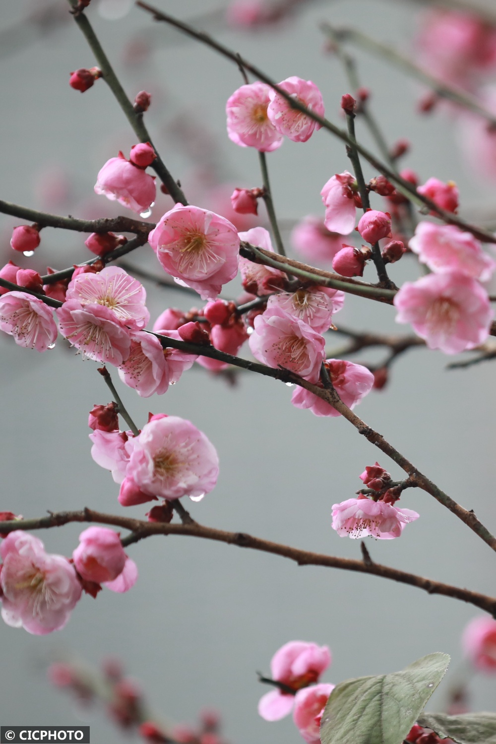 腊月梅花香图片