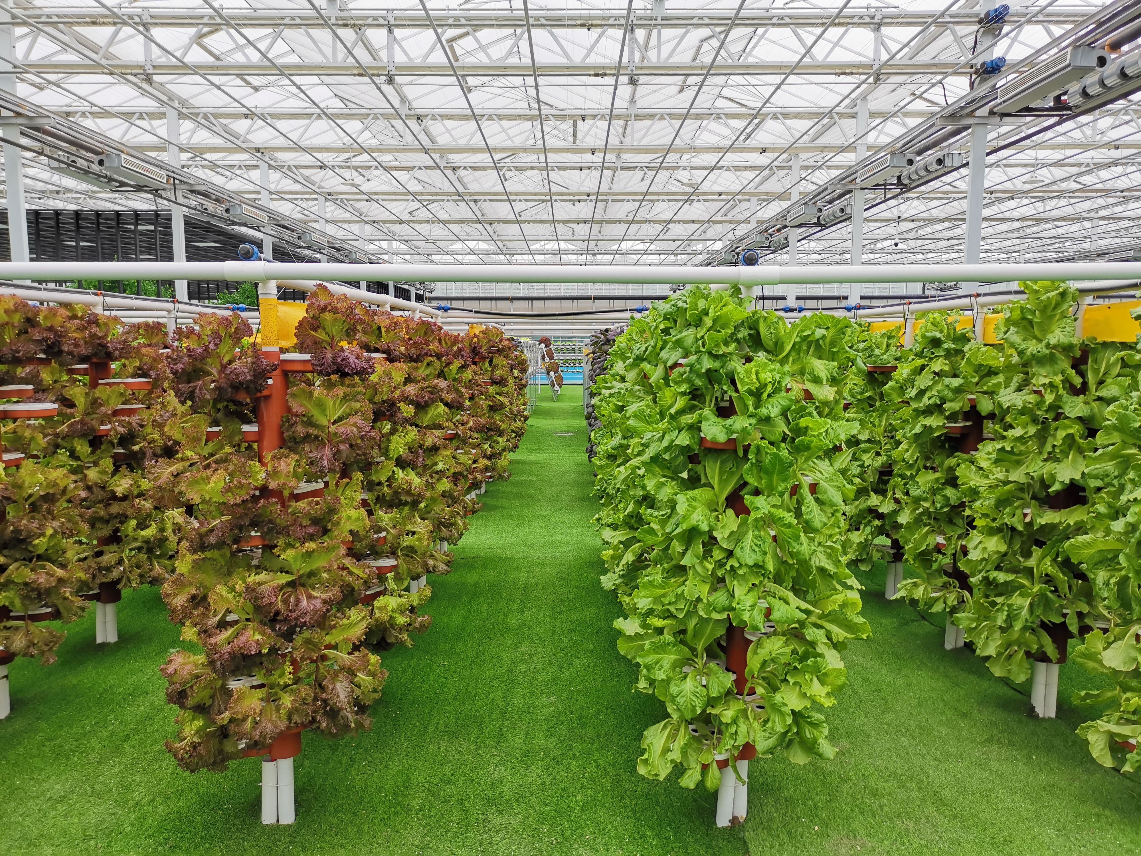 玻璃房里的空中菜园