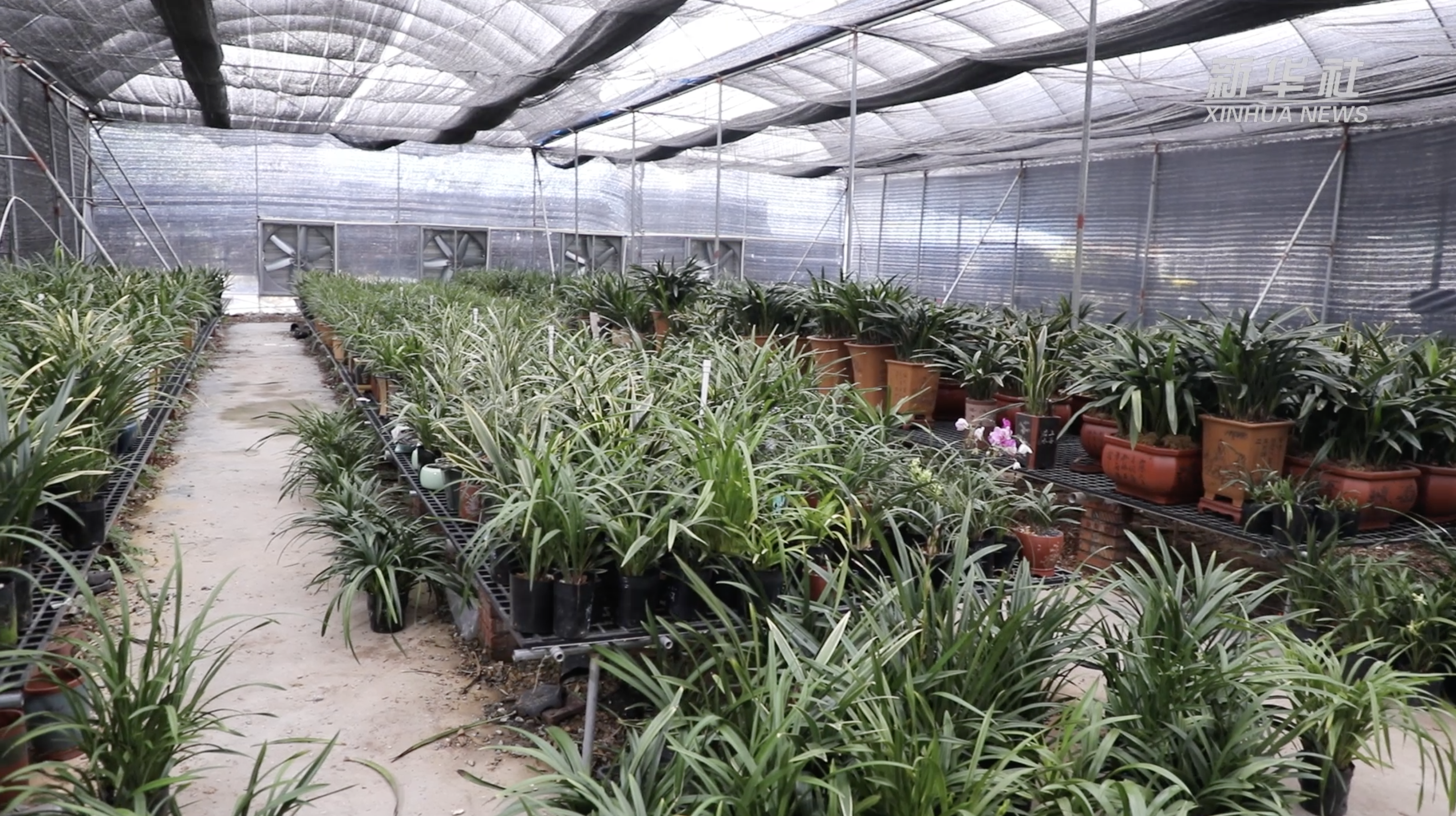 从种植棚到直播间兰花之乡迈上三产融合新路