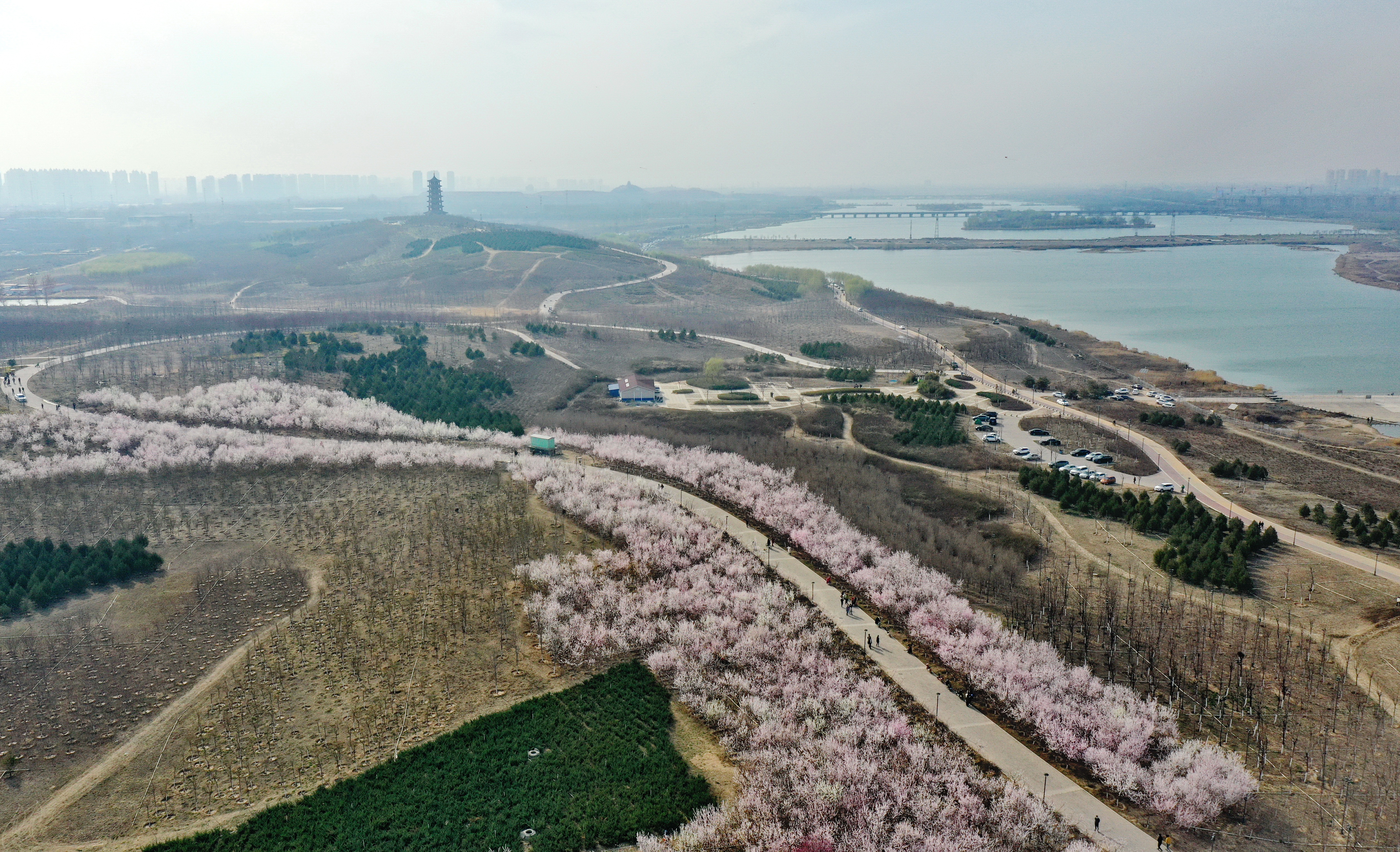 3月16日拍摄的石家庄市滹沱河畔盛开的山桃花(无人机照片.