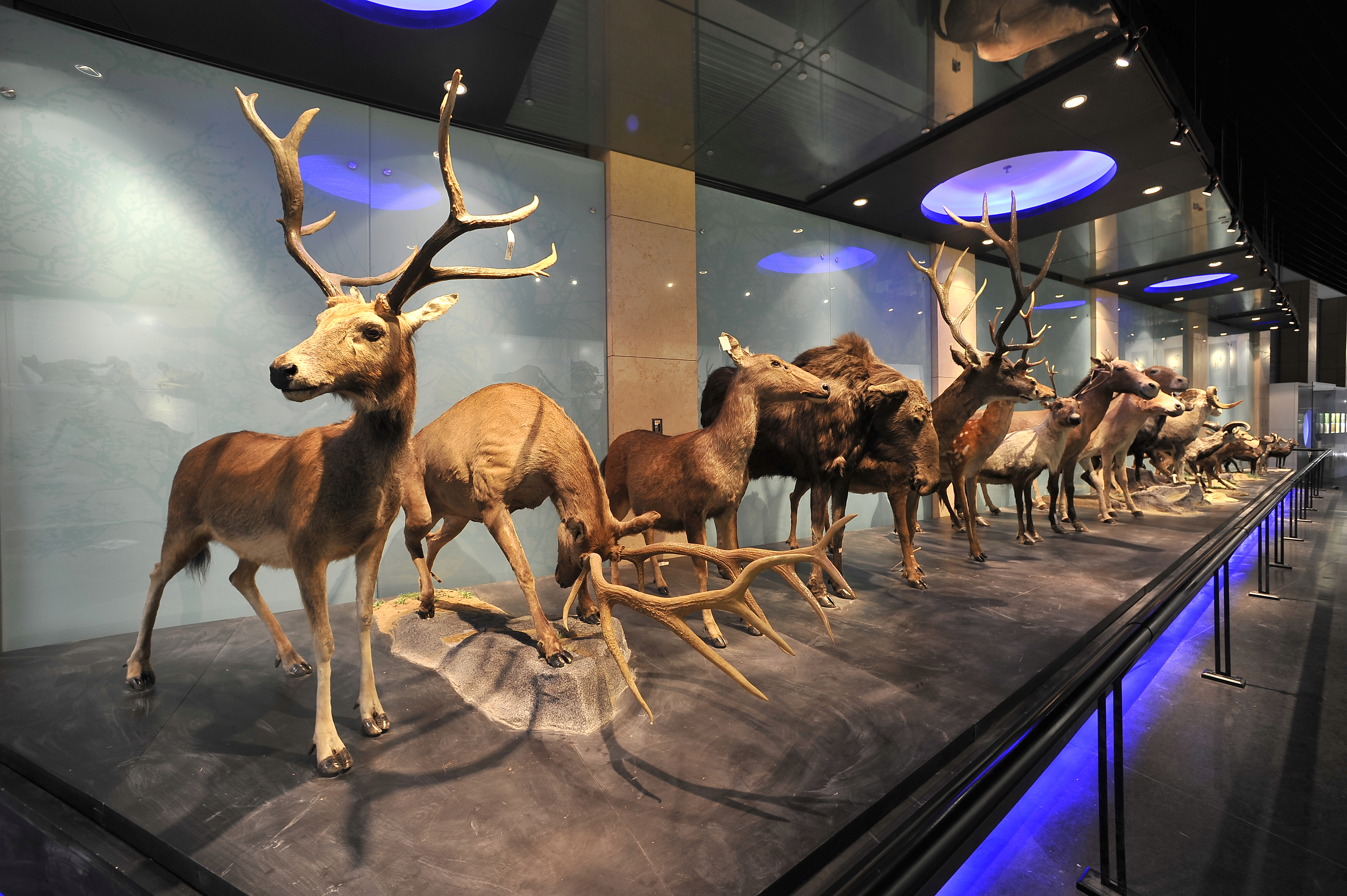 国家动物博物馆隶属于中国科学院动物研究所,是集科研,标本收藏与科普