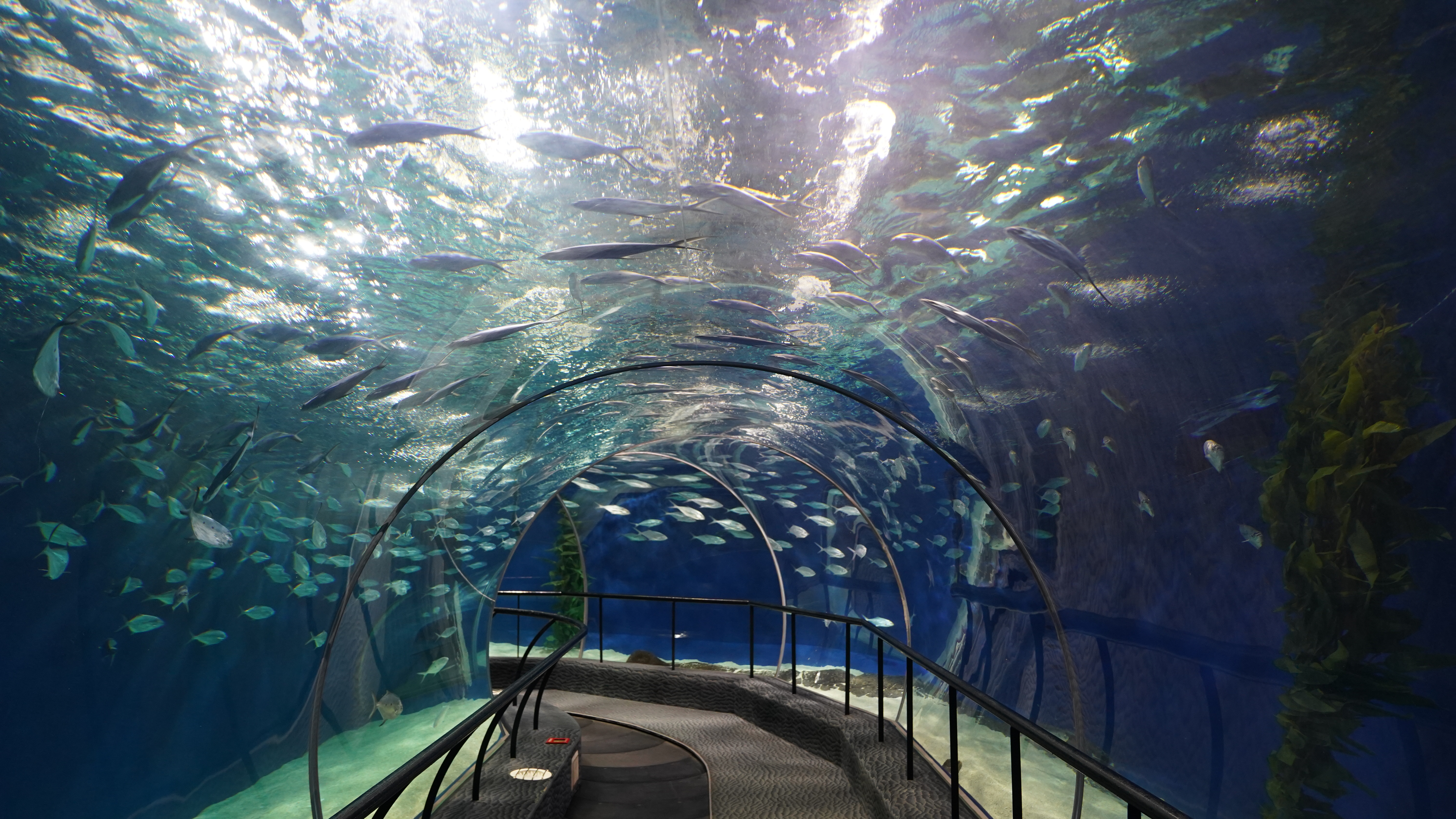 水族馆里话可持续发展中外专家把脉海洋生态健康