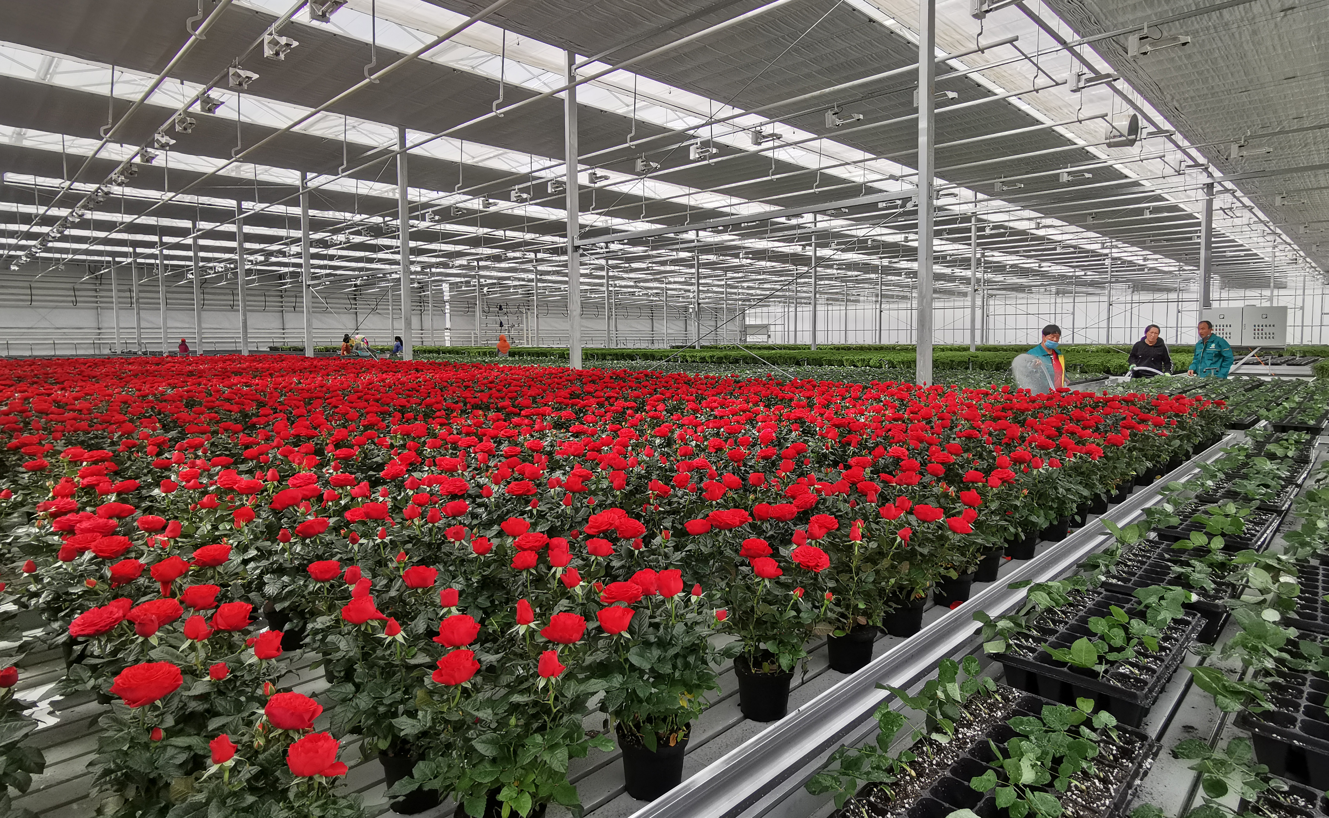甘肃兰州花卉产业基地即将投运