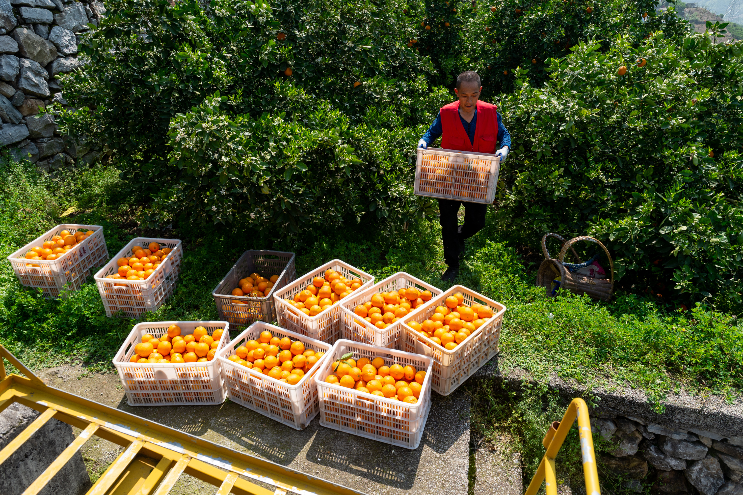 湖北秭归脐橙出山坐上了小火车