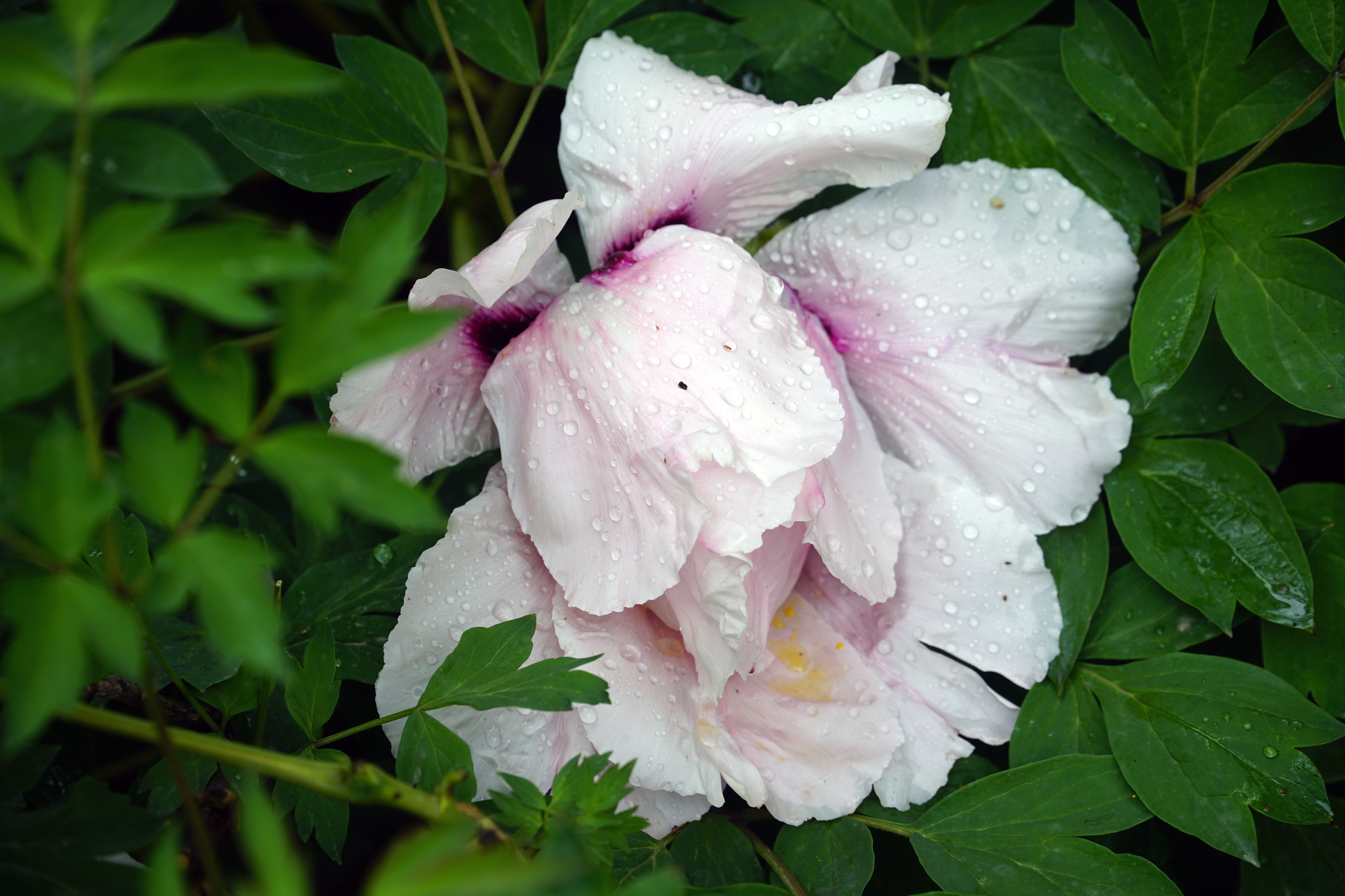 青海西宁牡丹花绽放在高原上