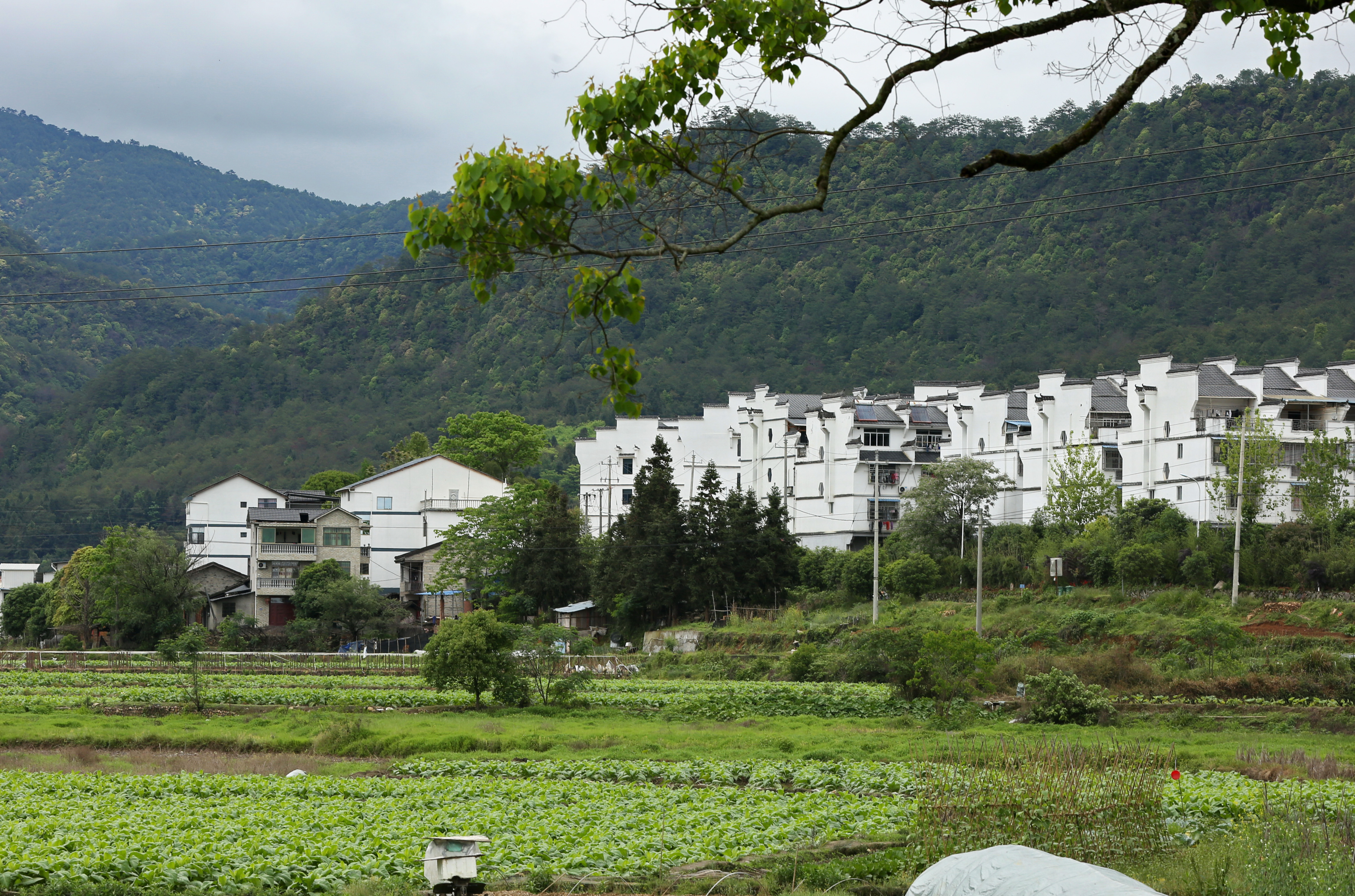 福建武夷山产业依托文旅赋能促进乡村振兴