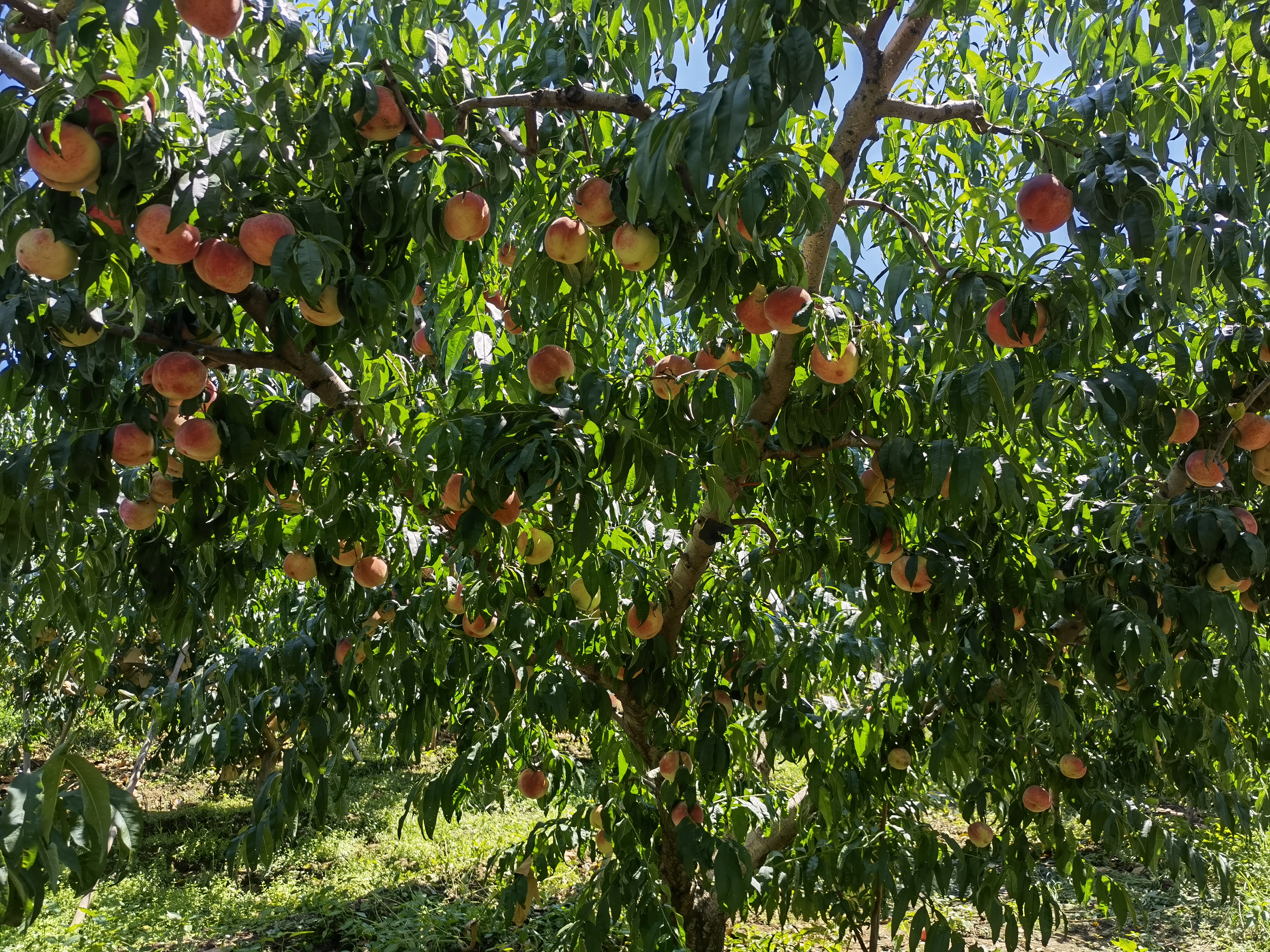 初秋湛蓝的天空下,碧绿的桃树上挂满了鲜艳的大桃,一片硕果累累的景象