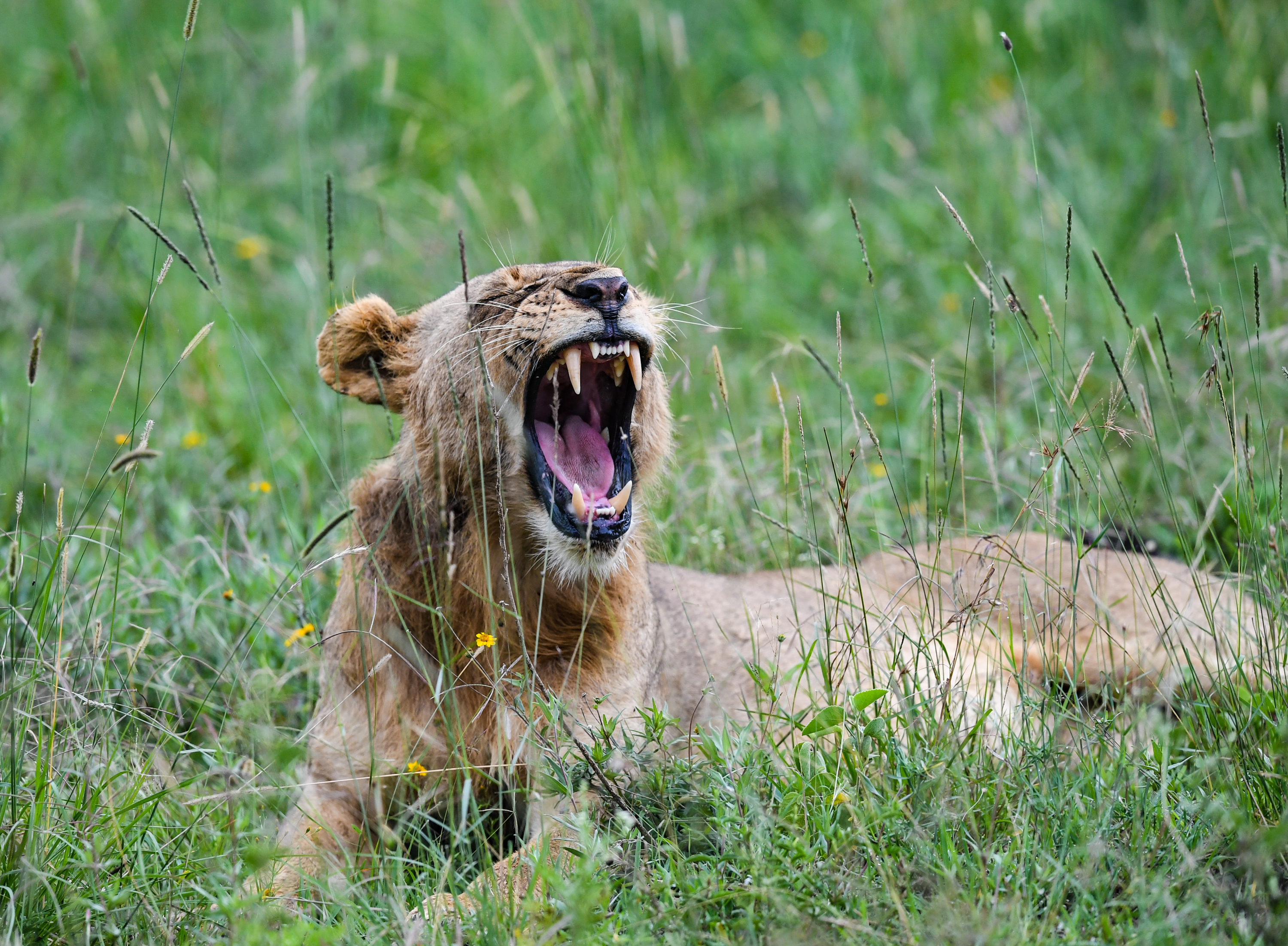 你好非洲内罗毕国家公园属于动物们的自由国度