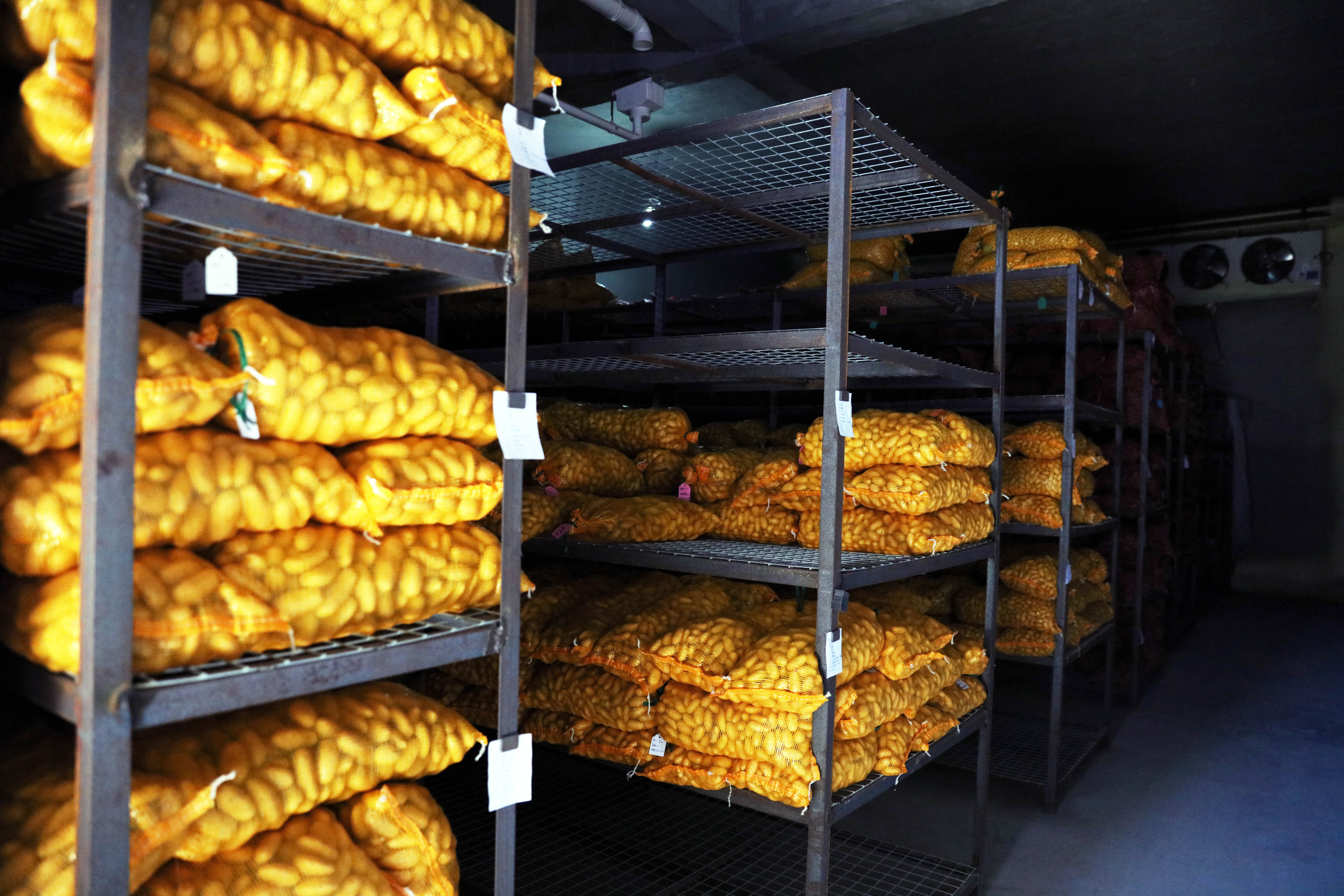 薯立品牌内蒙古真金白银助力马铃薯产业发展