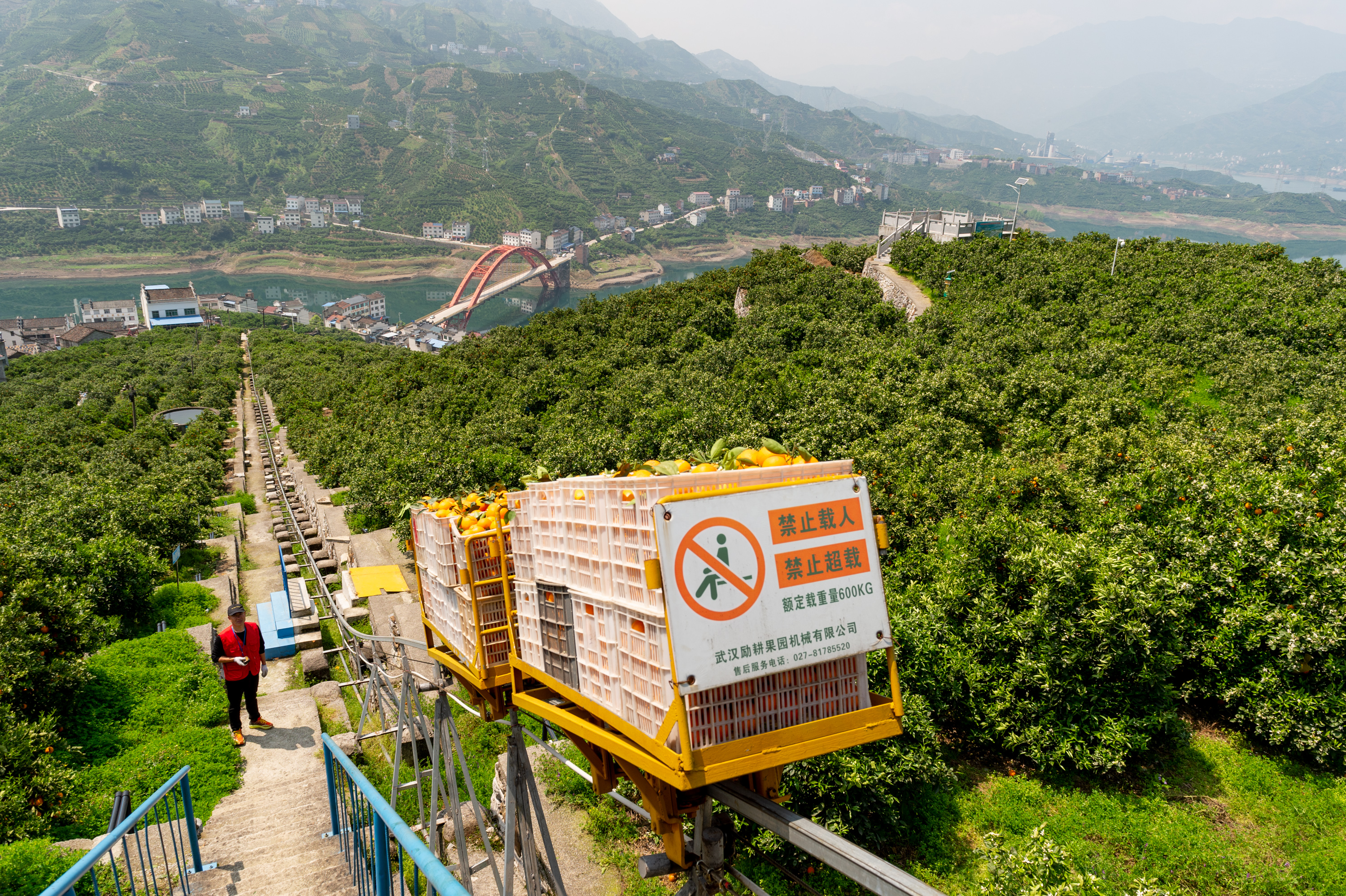 湖北秭归:脐橙出山坐上了小火车 