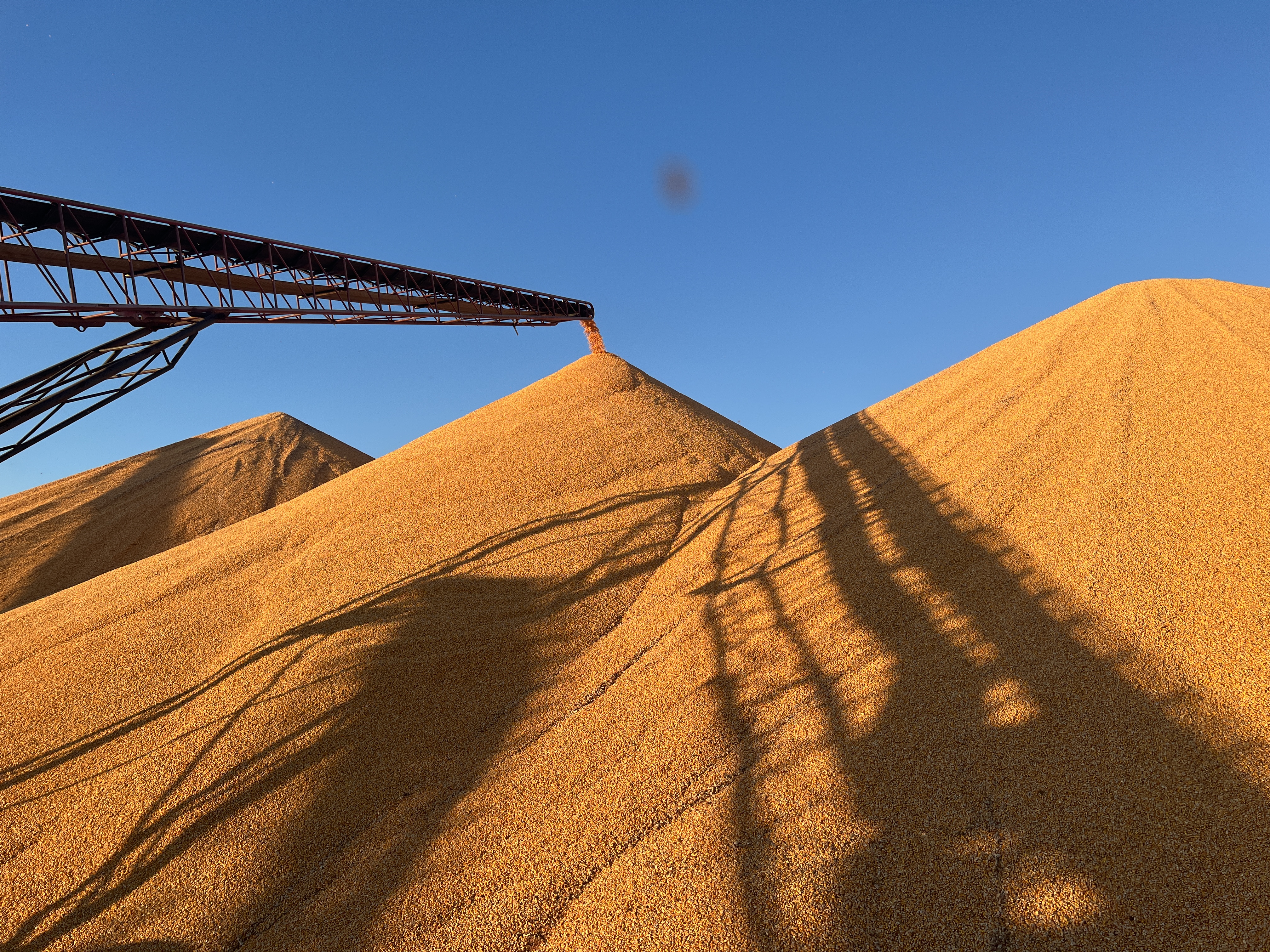 民生直通车收购高峰秋粮咋卖个好价钱