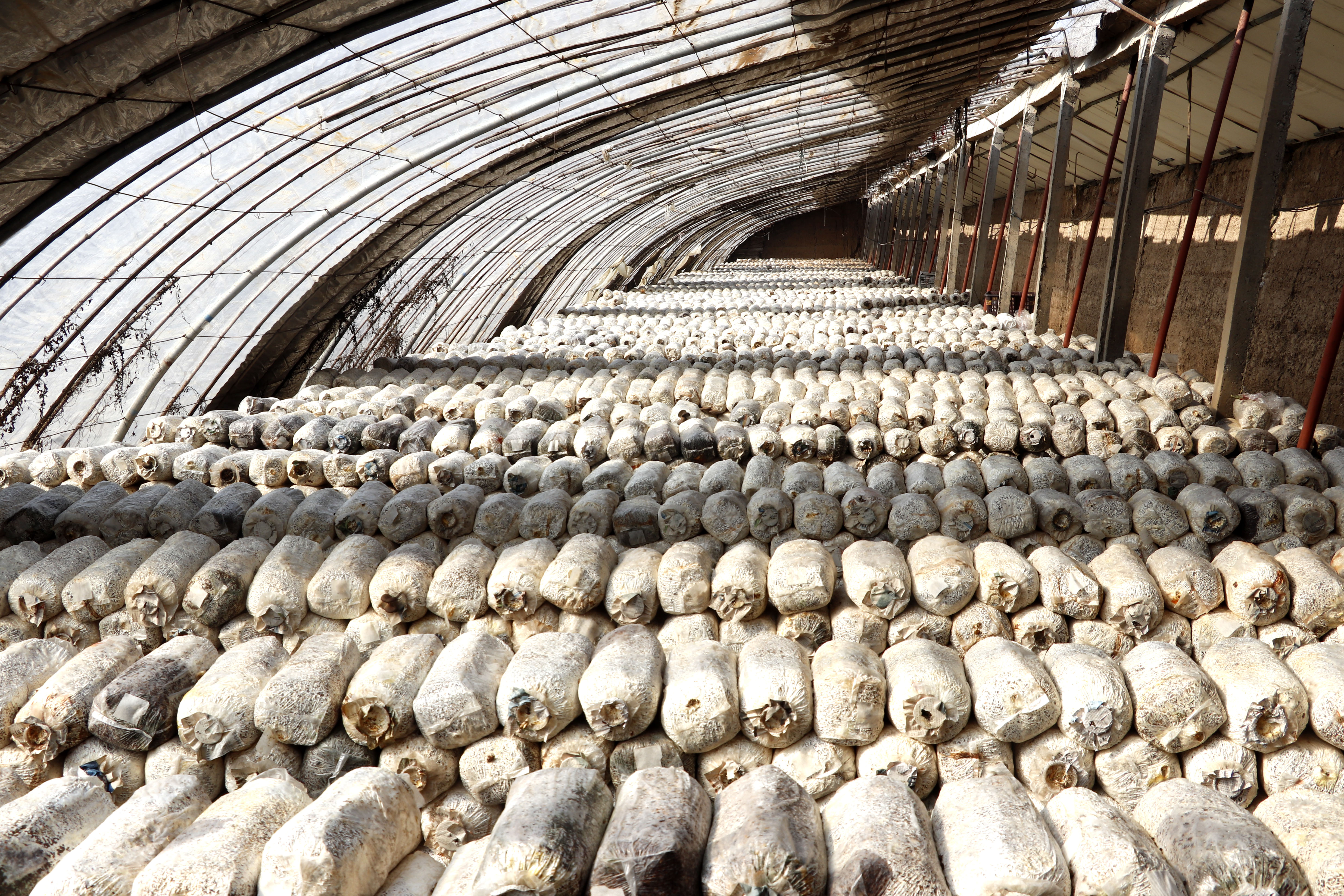 一次偶然的机会,他从朋友那听说一公斤平菇可卖到四五元钱.