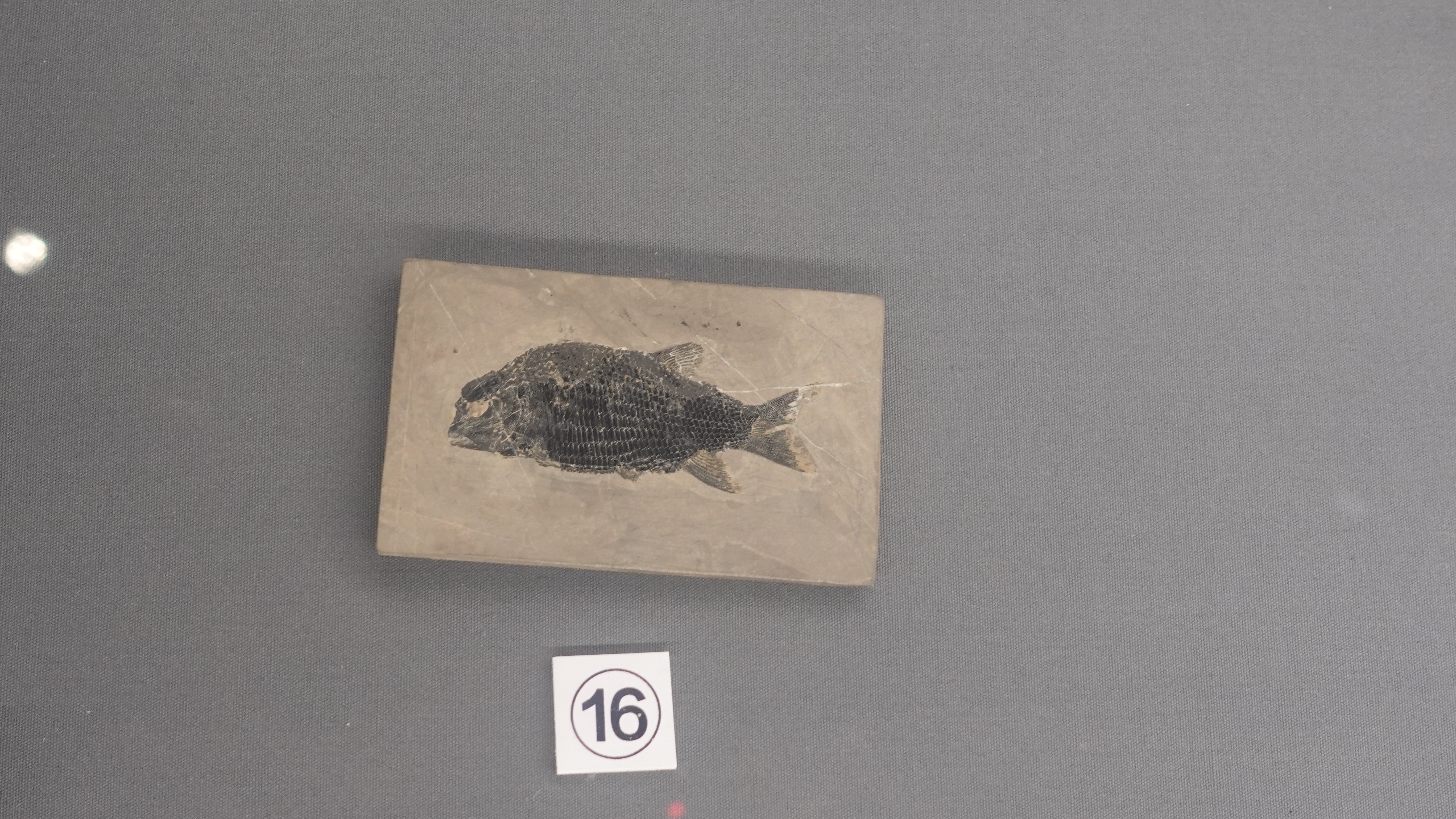 图为中三叠世贝氏罗平鱼化石(新华社记者 杨欣 摄)图为空棘鱼化石