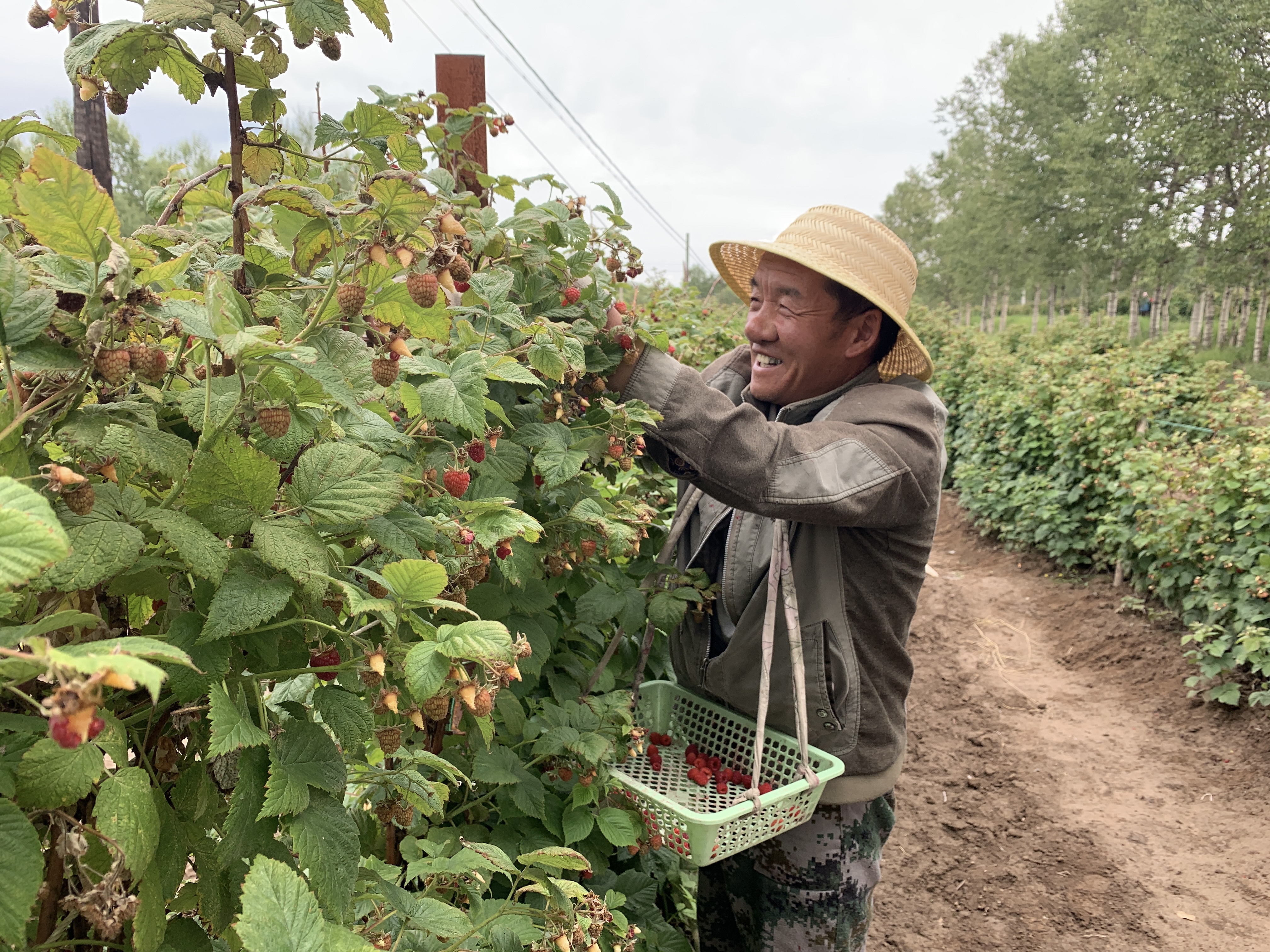 那一年,郭雪梅做好各项种植管理,但树莓地里却出现大面积坏苗.